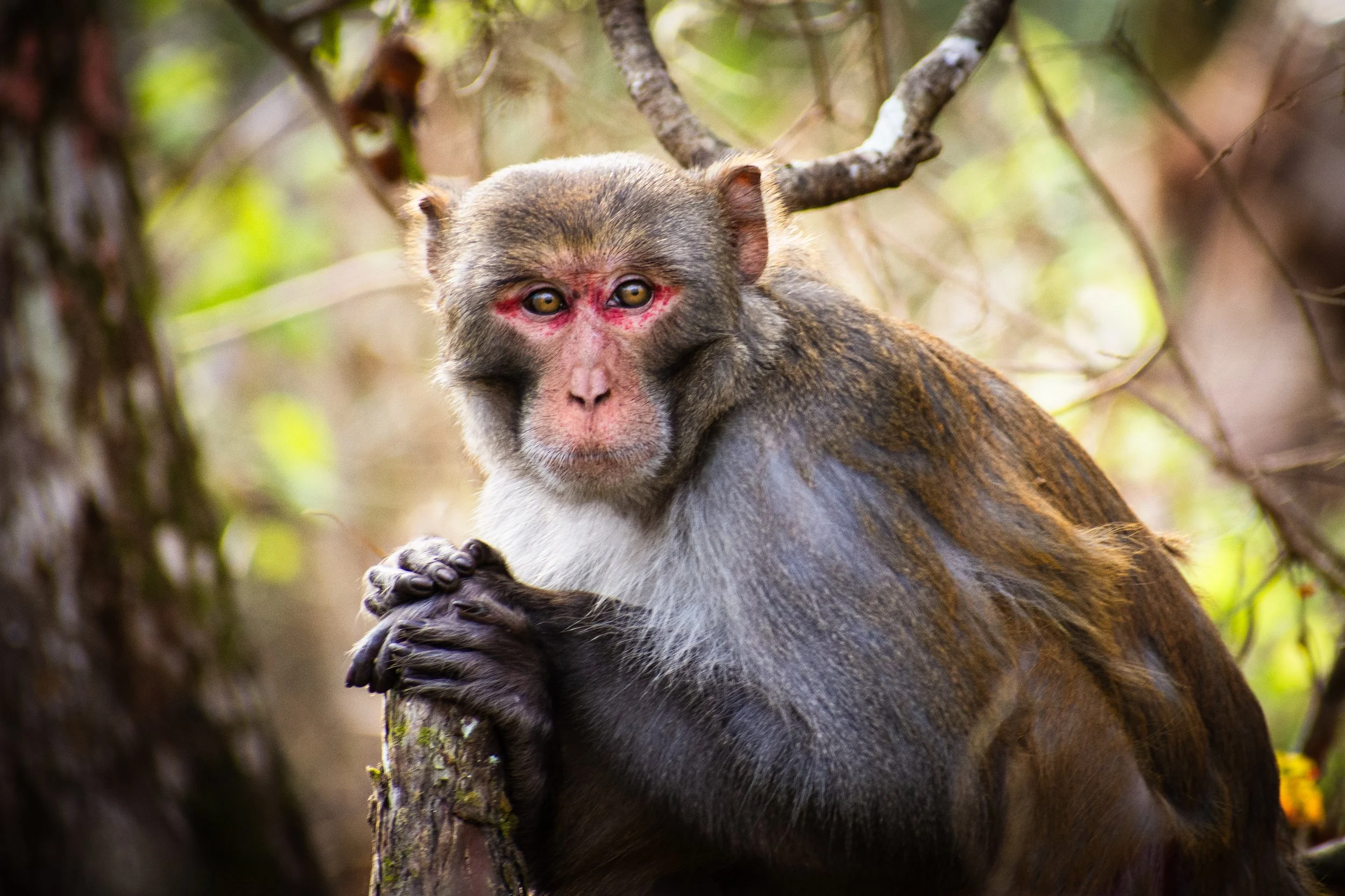 A monkey with a reddish face, brown fur, and long limbs perched on a tree branch in a forested area.