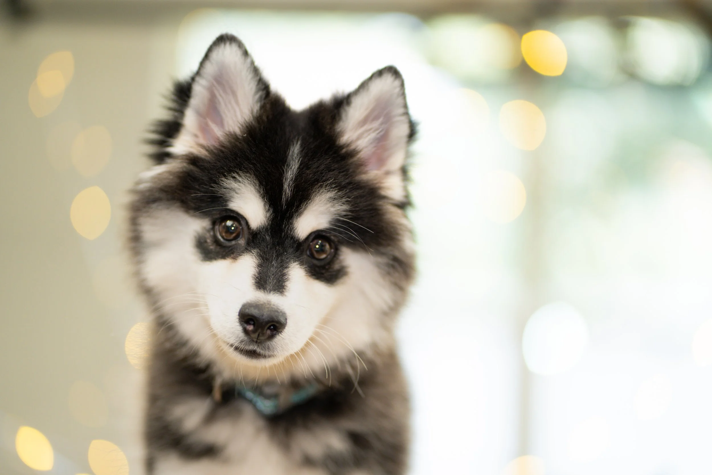 MiniHusky (9).jpeg