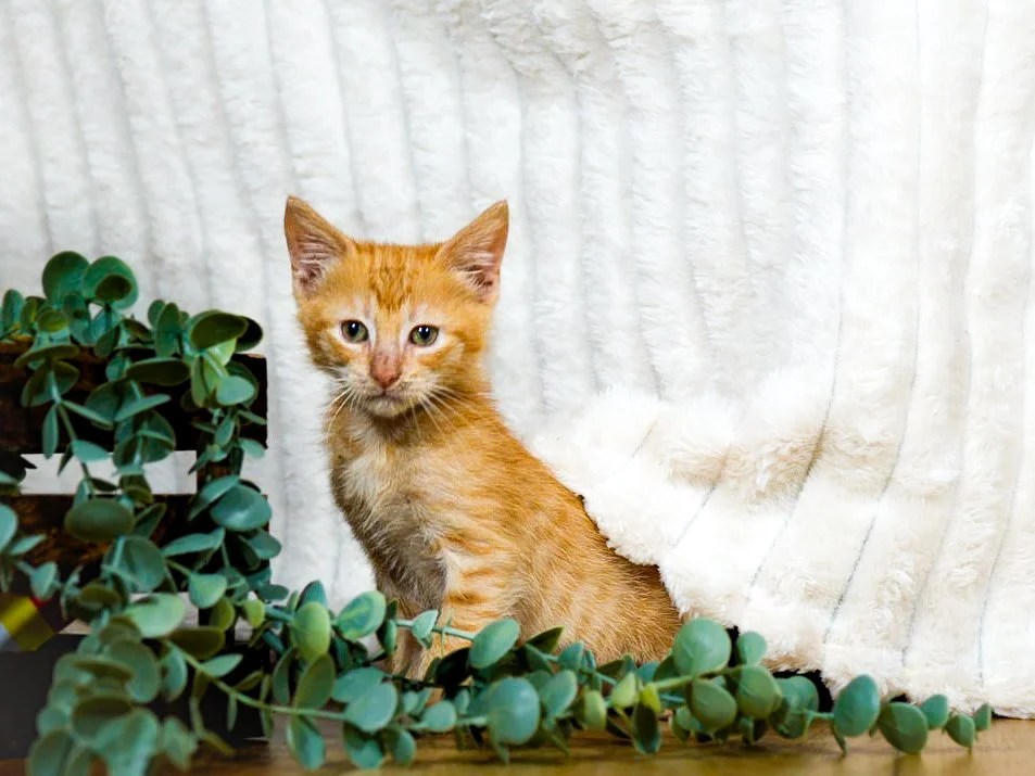 Orange tabby kitten sitting next to a potted plant with green leaves, against a white curtain backdrop.