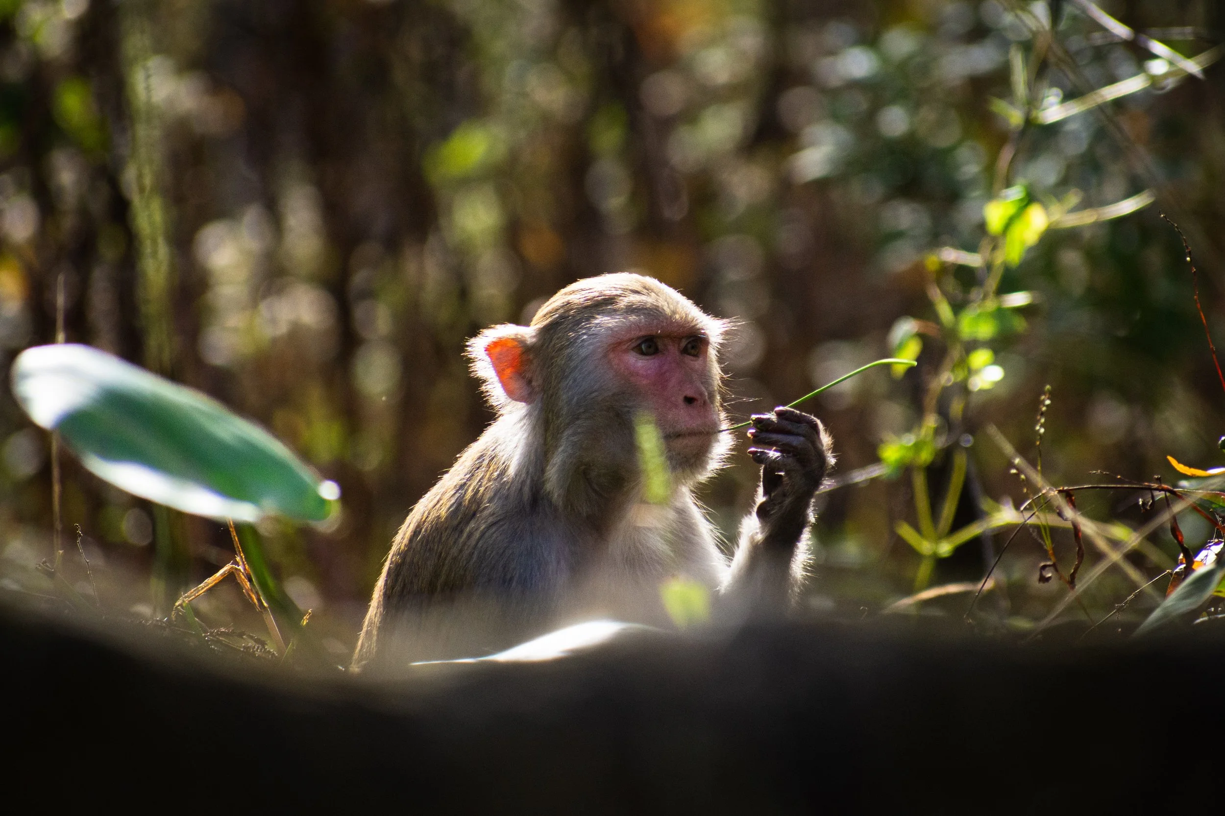 A monkey with pink face and fur, holding a small branch, in a forest with sunlight filtering through trees.