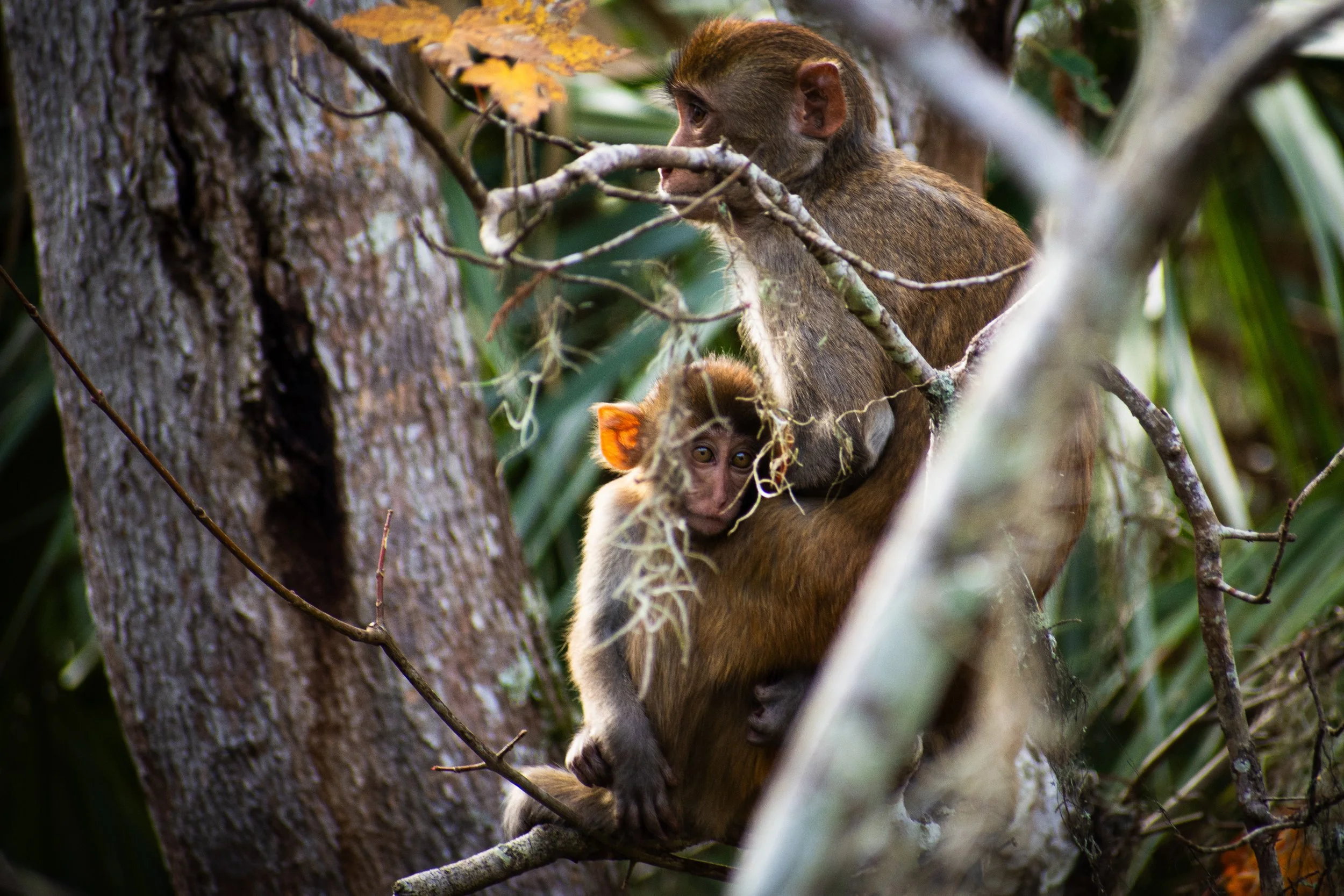 A young monkey with orange ears and a brown coat climbing a tree among branches and foliage, with another monkey partially visible below.