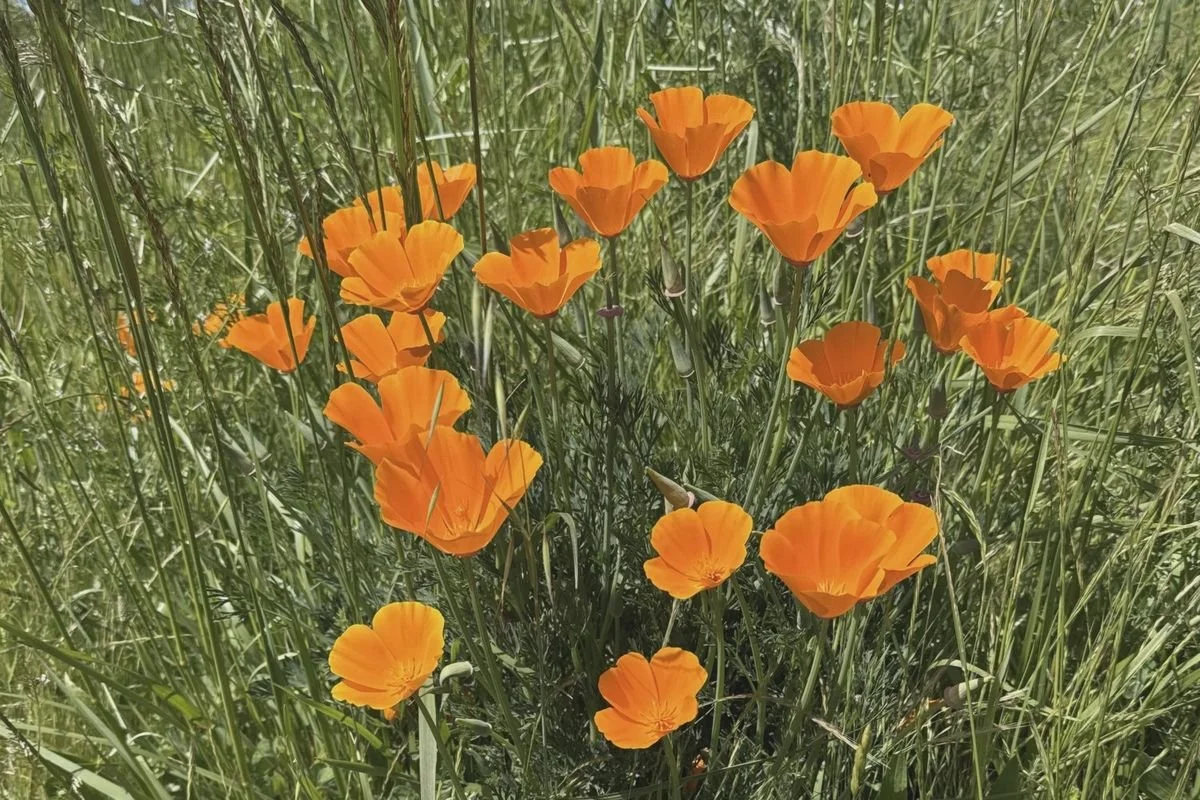Orange California poppies blooming in a green wildflower meadow.