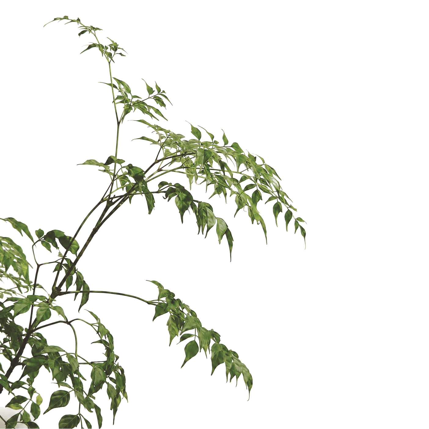A plant with green leaves and thin, winding stems against a background with colorful distortion and stripes.
