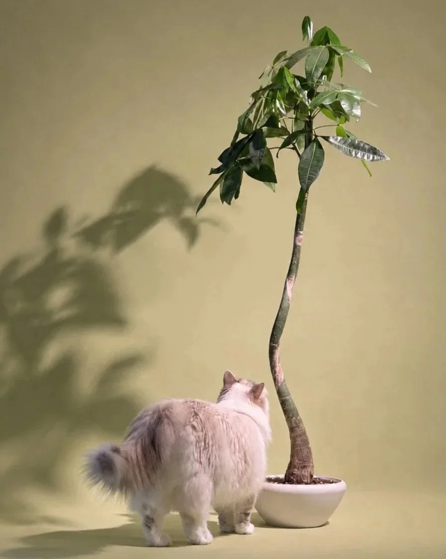 A fluffy white cat with long hair standing next to a potted tree with a twisted trunk.