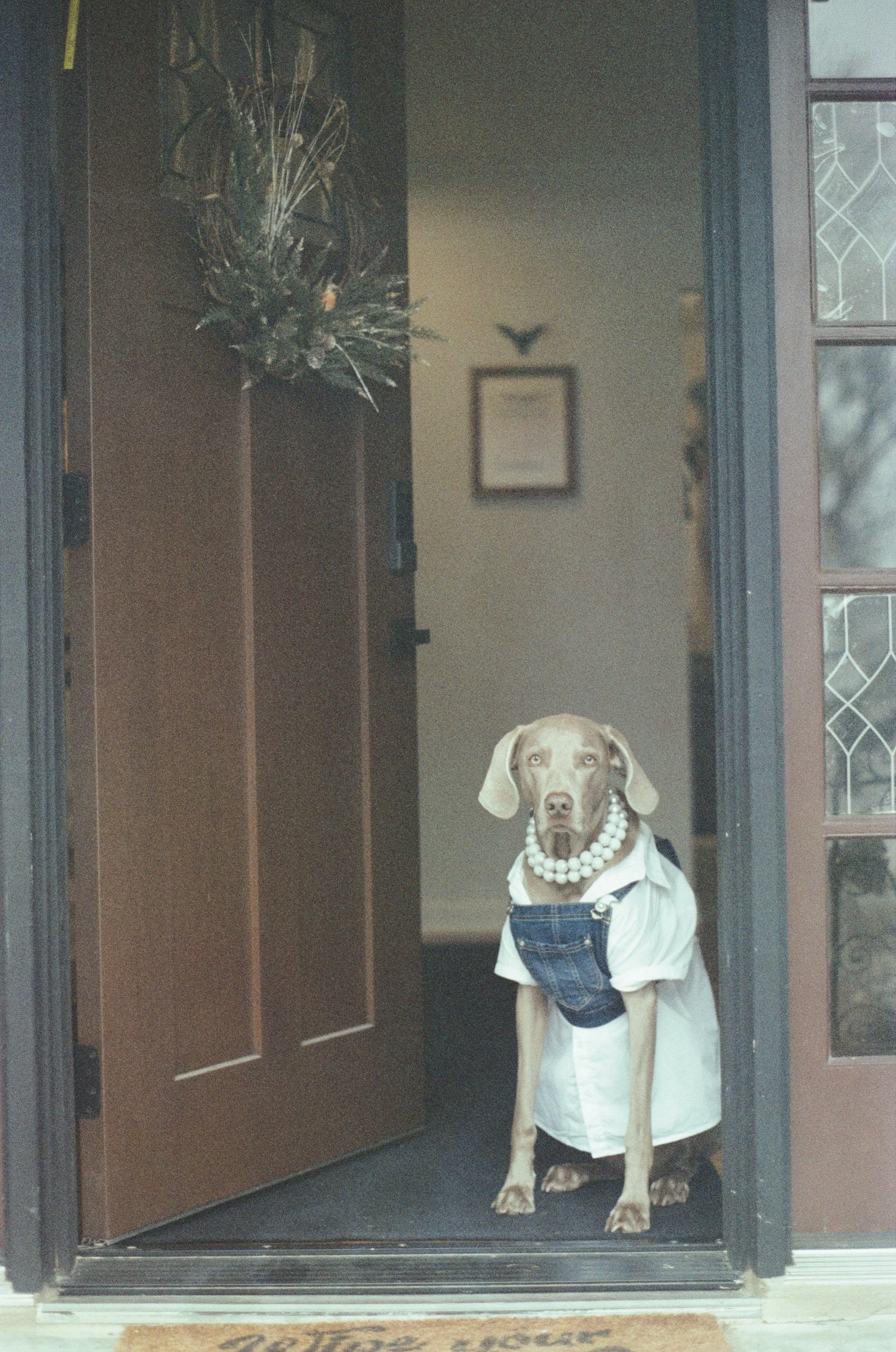 Waylon the Weimaraner dressed in a white shirt, denim overalls, and a pearl necklace standing at a doorway in front of her home
