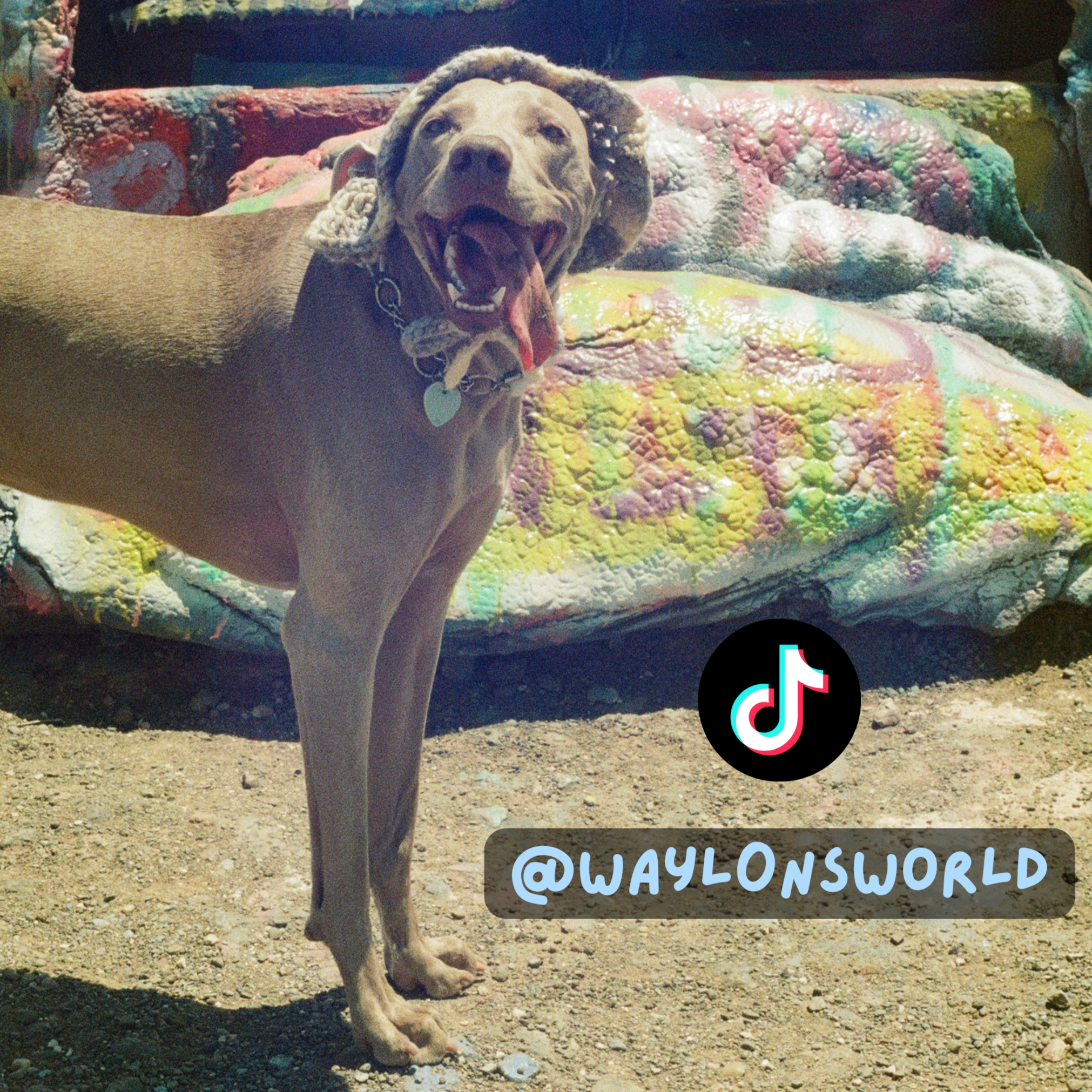 A tan dog with floppy ears wearing a knitted hat sits on a colorful patchwork quilt outdoors. There is a TikTok logo and the text '@WAYLONSWORLD' over the image.