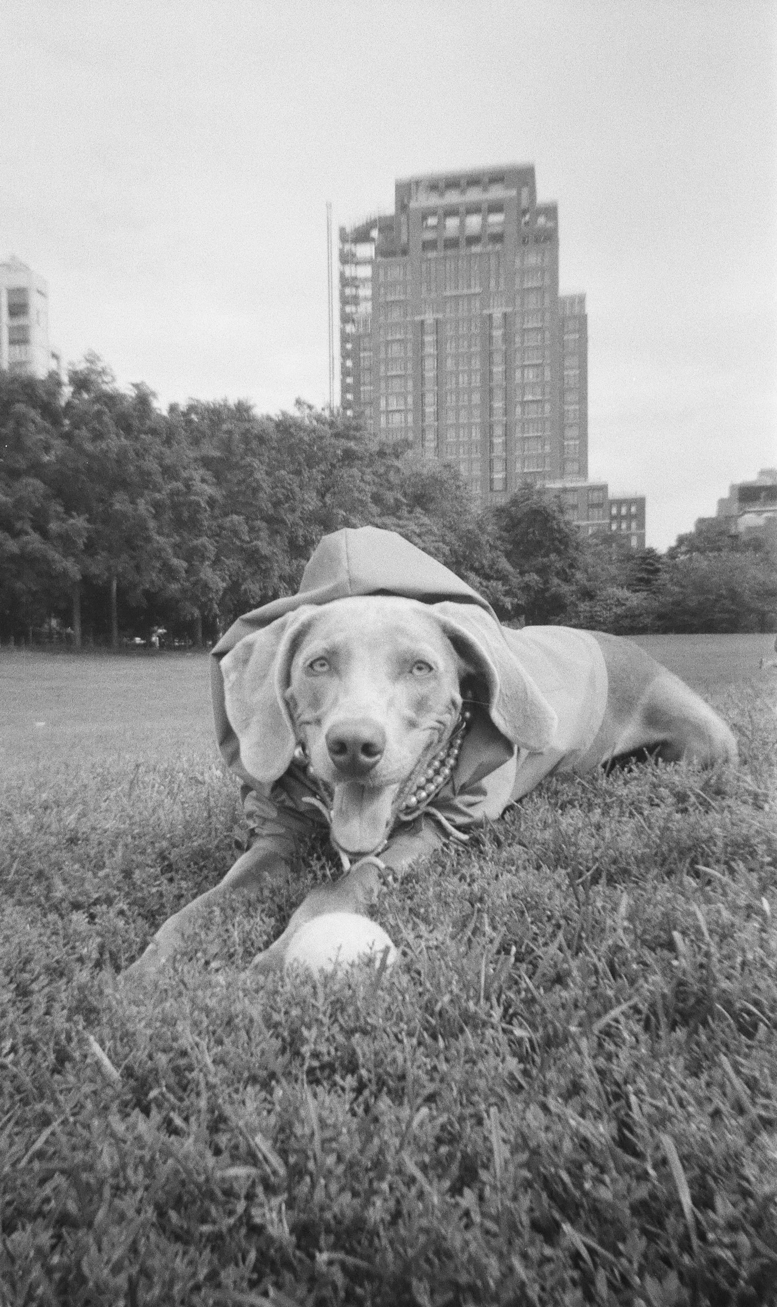 Waylon the Weimaraner lying on grass in a park wearing a hooded jacket and a pearl necklace, with a cityscape of new york city buildings and trees in the background.