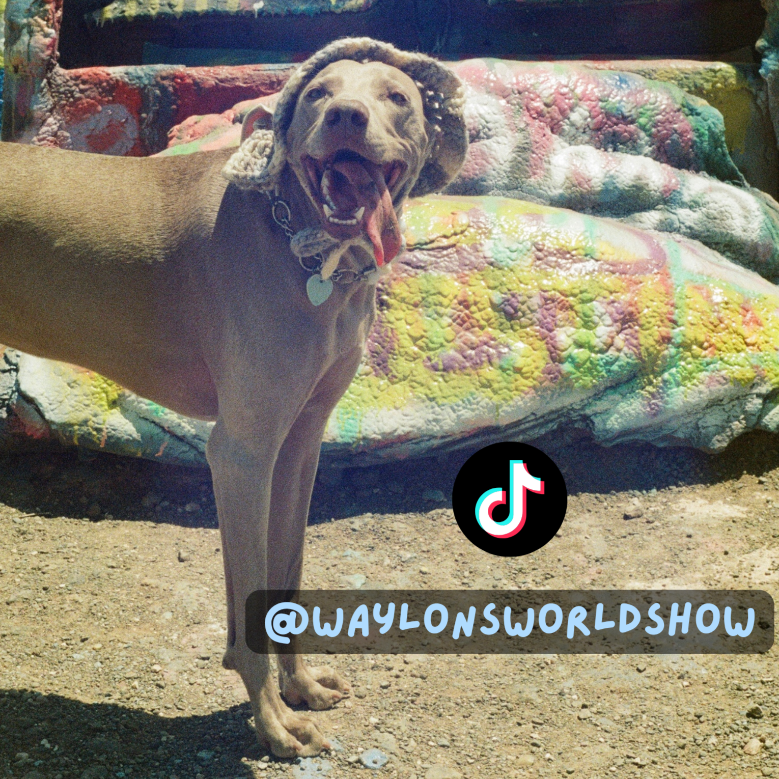 Waylon's TikTok