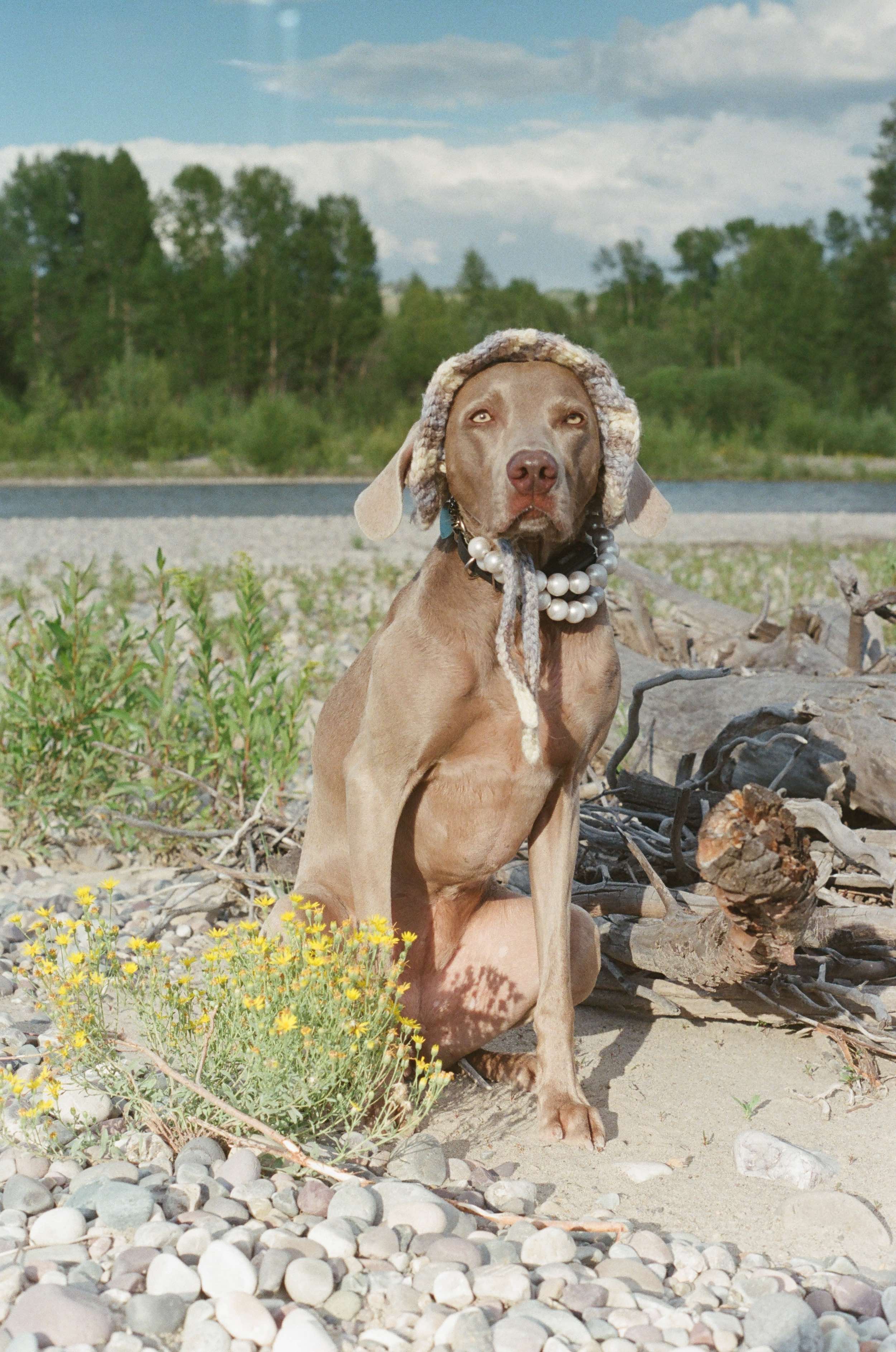 A dog wearing a wool hat and pearl necklace, sitting on a pebble beach with trees in the background and a cloudy sky.