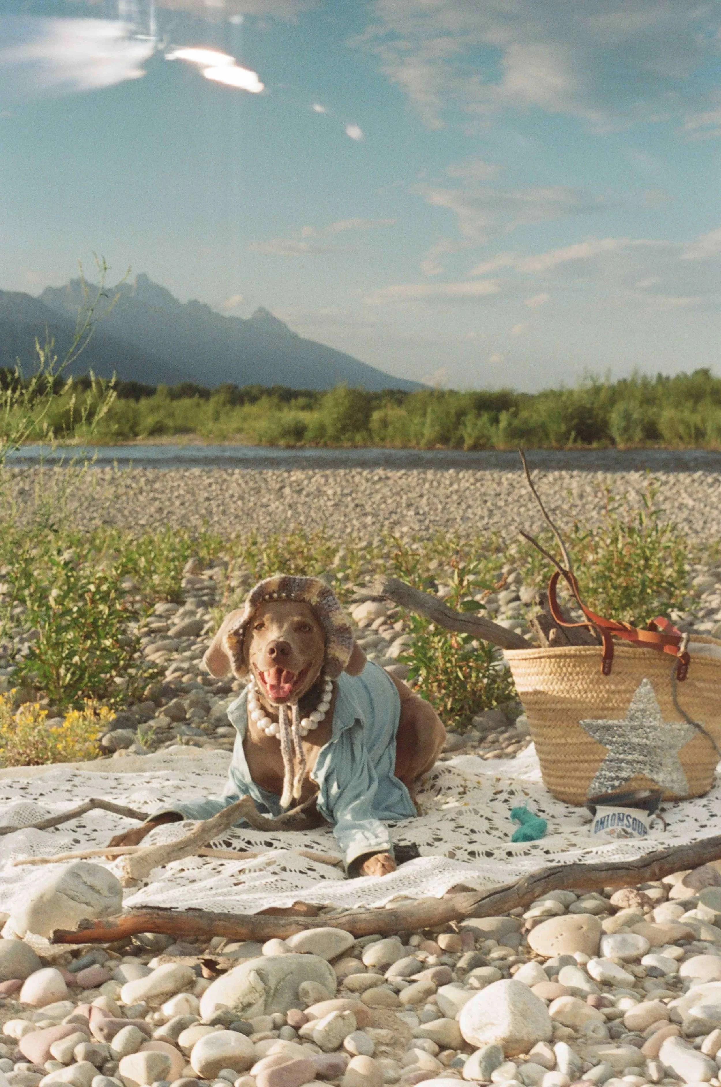 Waylon the Weimaraner wearing a hat, pearl necklace, and denim shirt, sitting on a rocky beach with a scenic mountain and cloudy sky backdrop, surrounded by decorations including a basket, a starfish, and a plush toy in Jackson Hole Wyoming