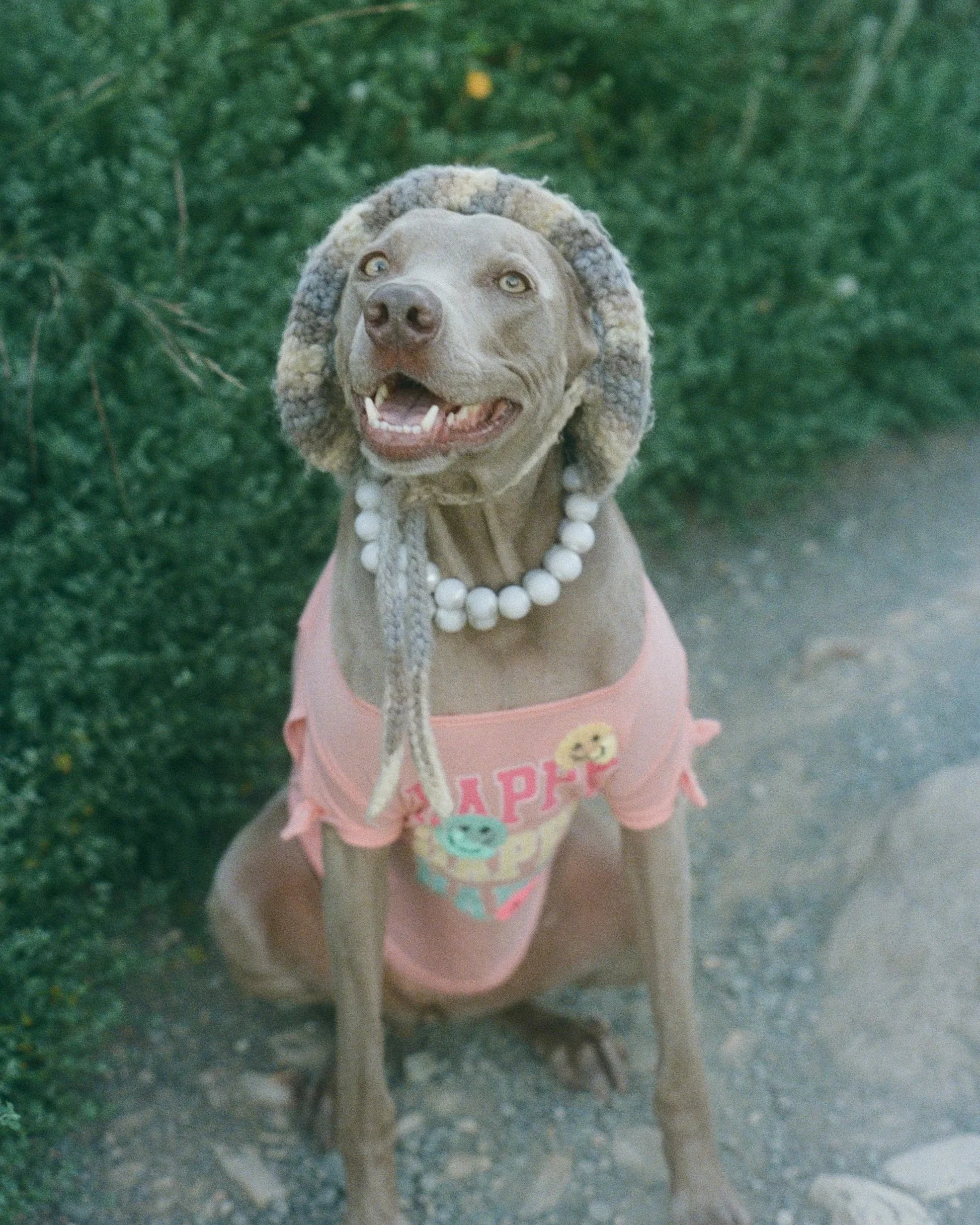 Buy Waylon a Treat