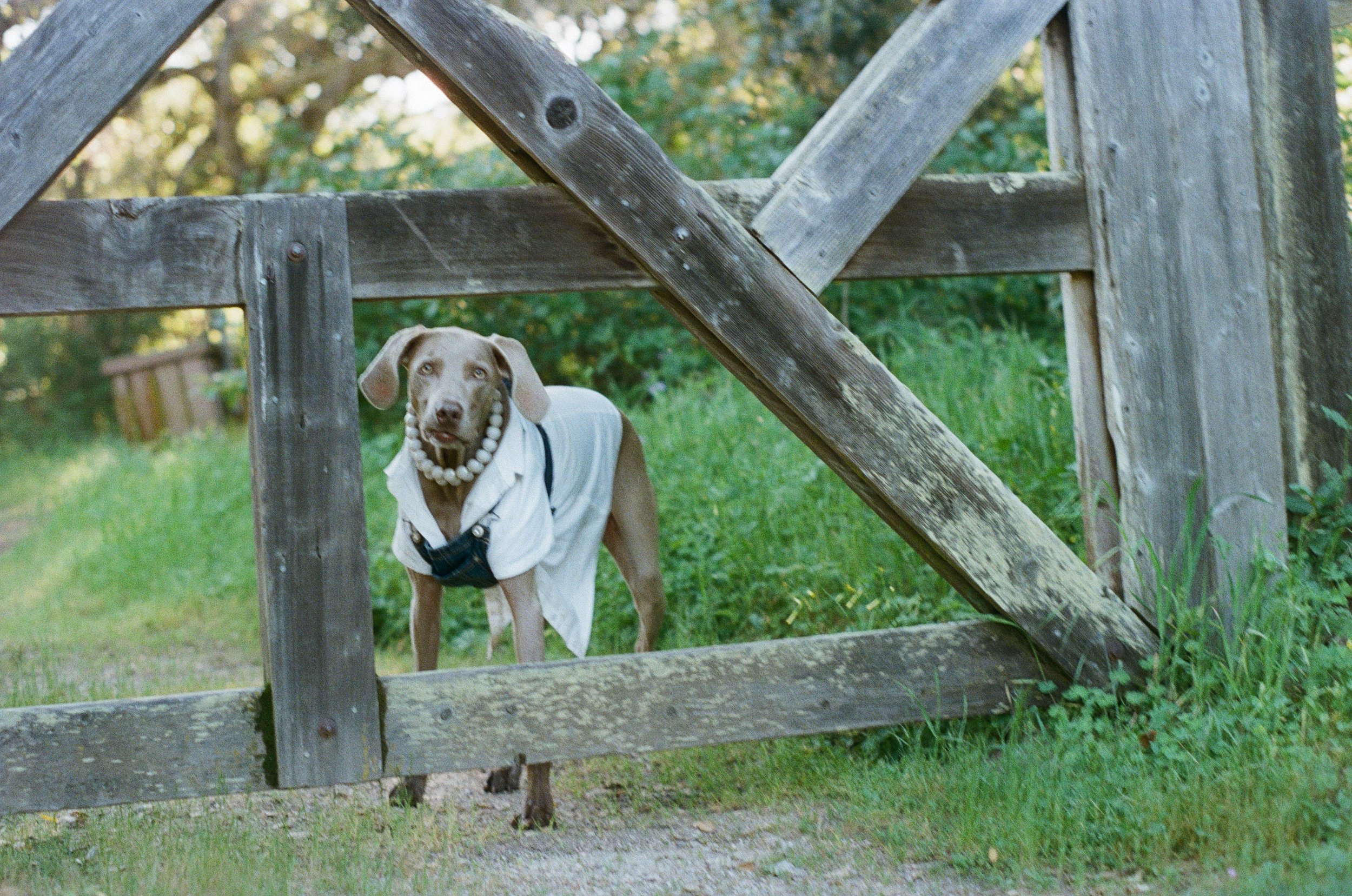 A dog dressed in a white shirt and a pearl necklace standing behind a wooden fence, looking through an opening.