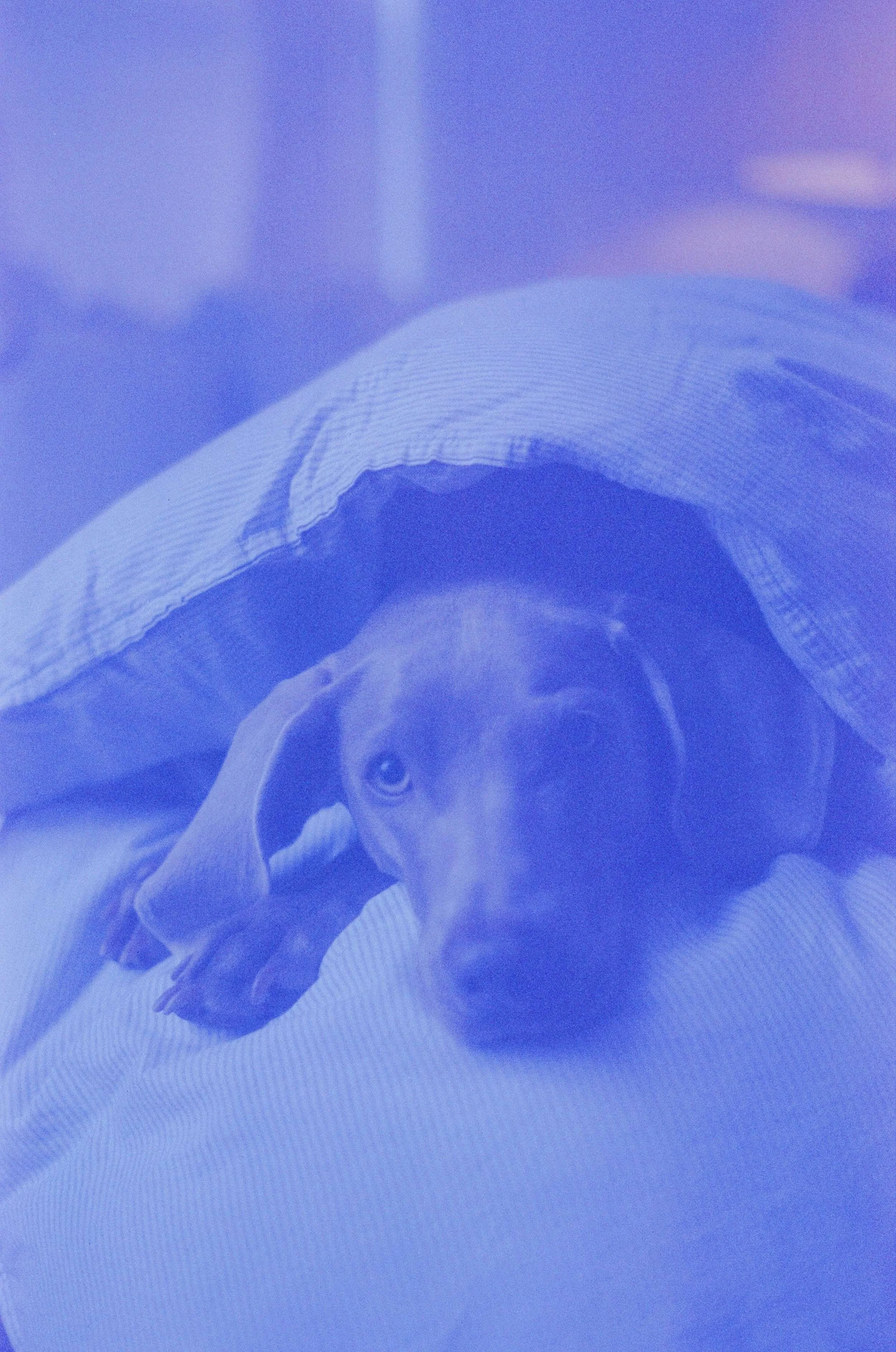 Close-up of a Waylon the Weimaraner resting in a comfy down filled bed like a princess with good vibes