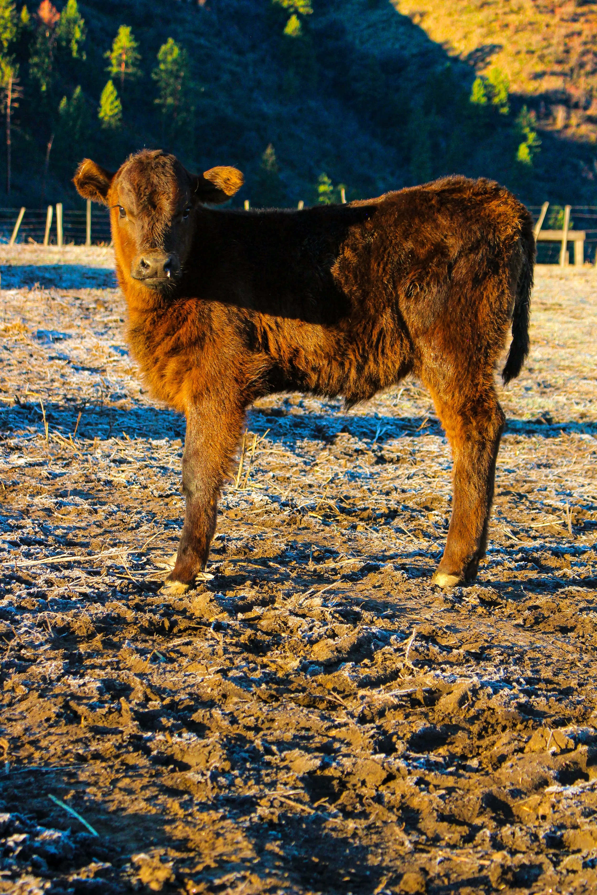 Calf 2 Canvas