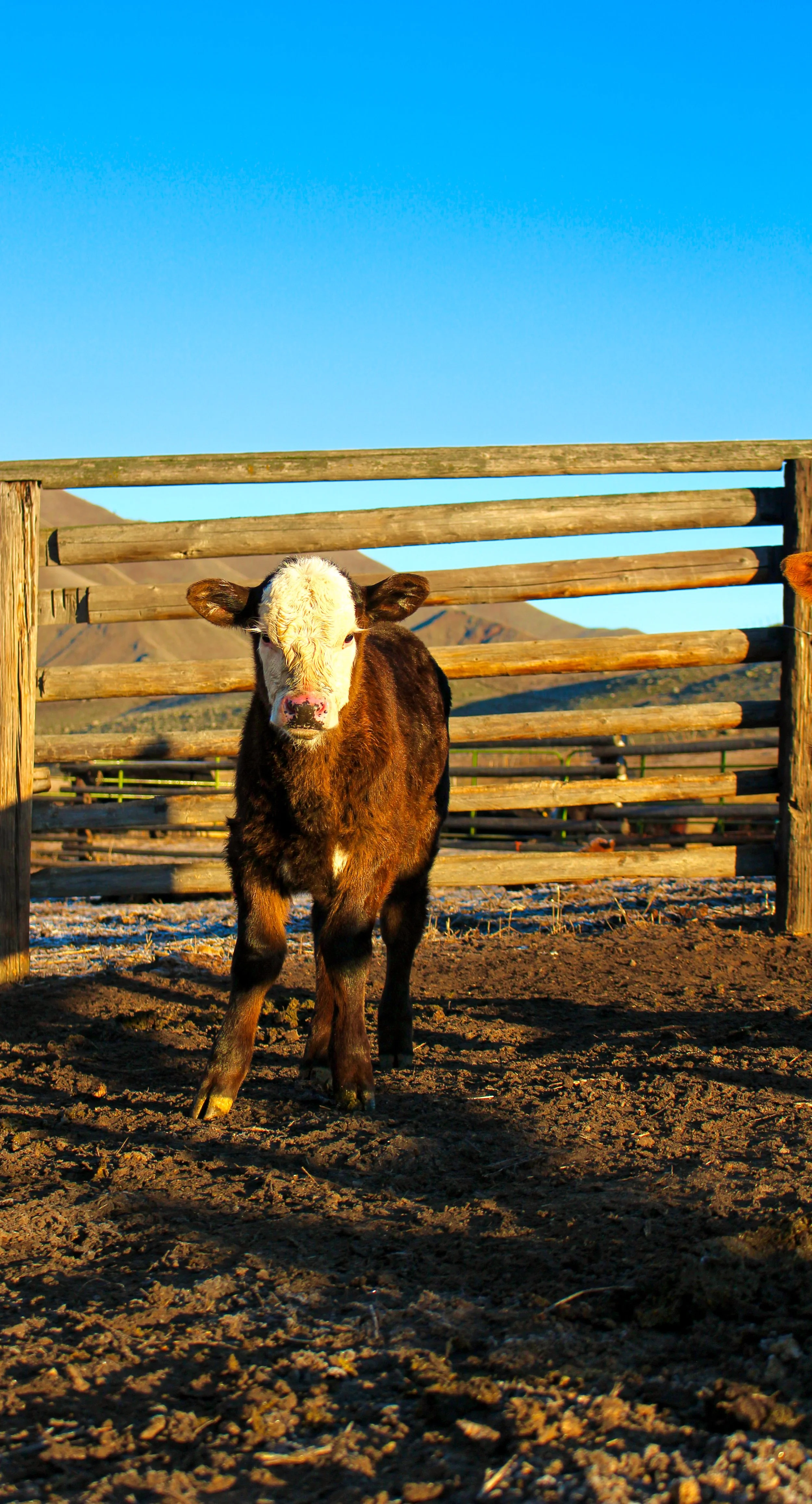 Calf canvas