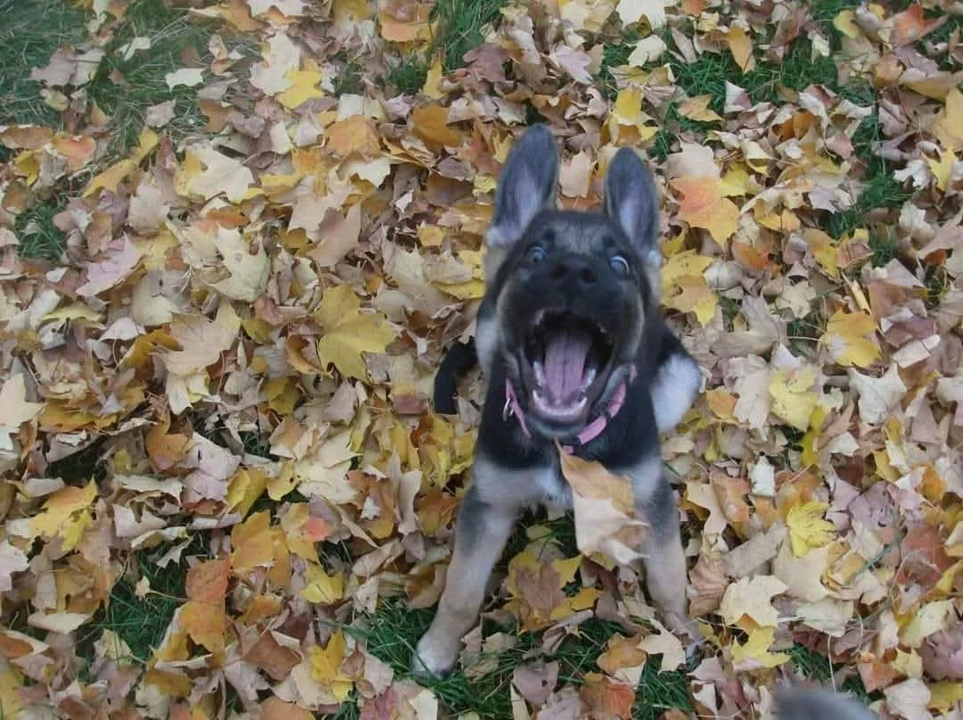 Puppy Package