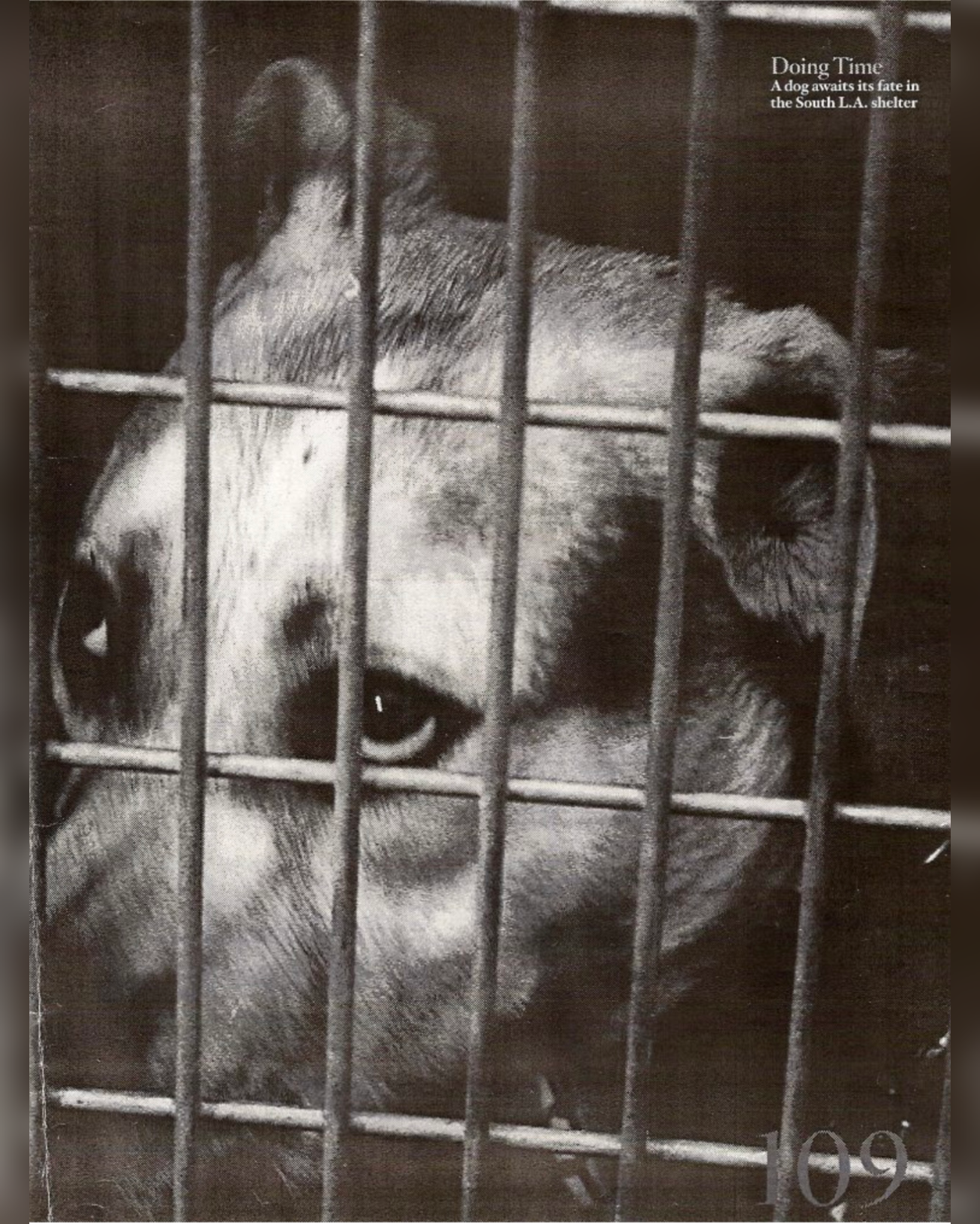 Black and white photo of a dog lying down behind metal bars in a shelter, with the caption 'Doing Time: A dog awaits its fate in the South L.A. shelter'.