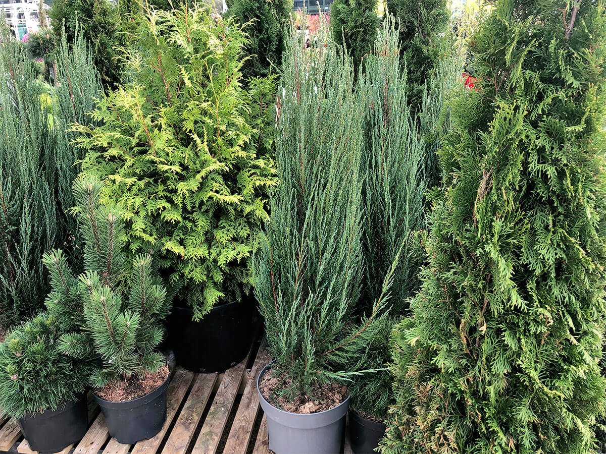 Various potted evergreen trees and shrubs on a wooden deck. ADHD assessment services for Evergreen state.