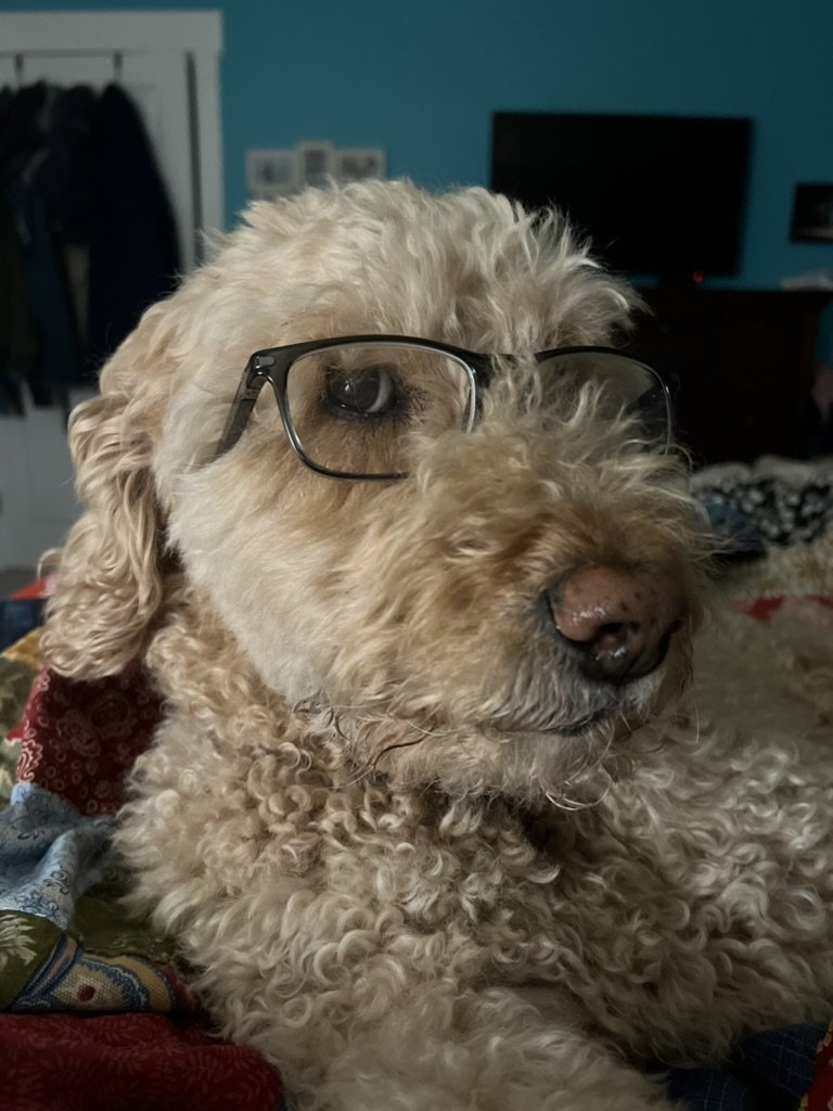 A curly-haired dog wearing glasses laying on a bed in a bedroom.