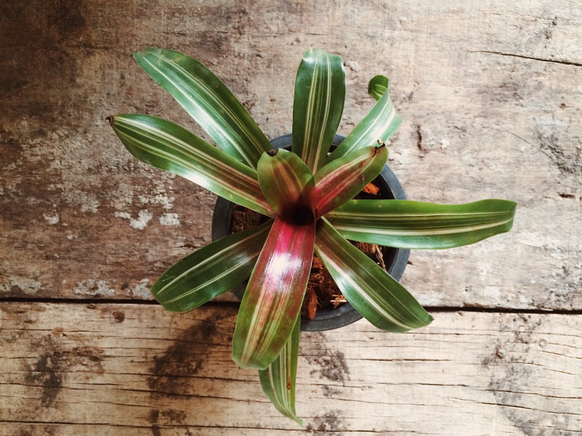 Top-down view of a potted plant with green and variegated leaves on a rustic wooden surface.