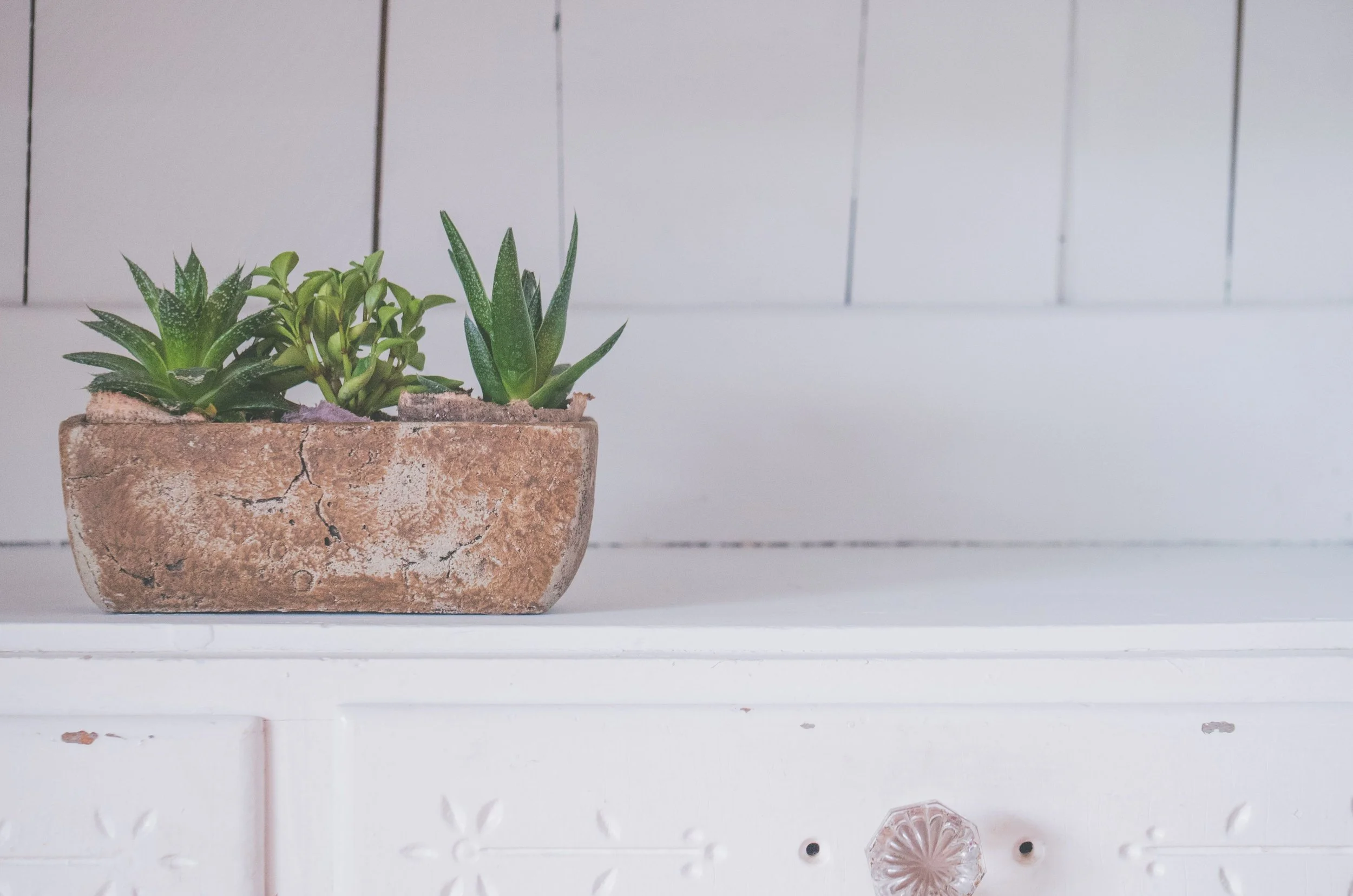 A small rectangular pot with a cracked, weathered, terracotta appearance contains three small green succulent plants. The background shows a white wooden wall with vertical paneling.