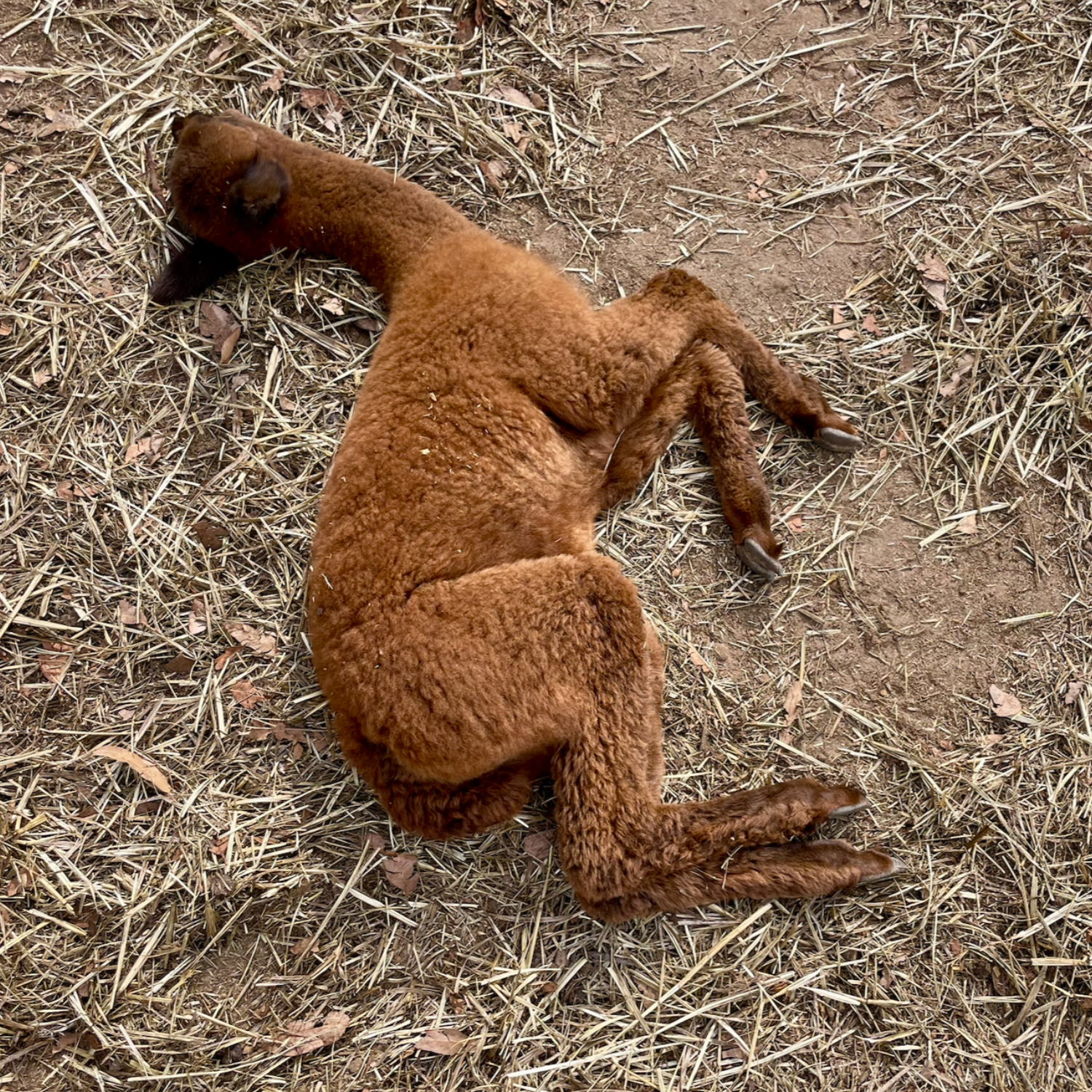 alpaca.png