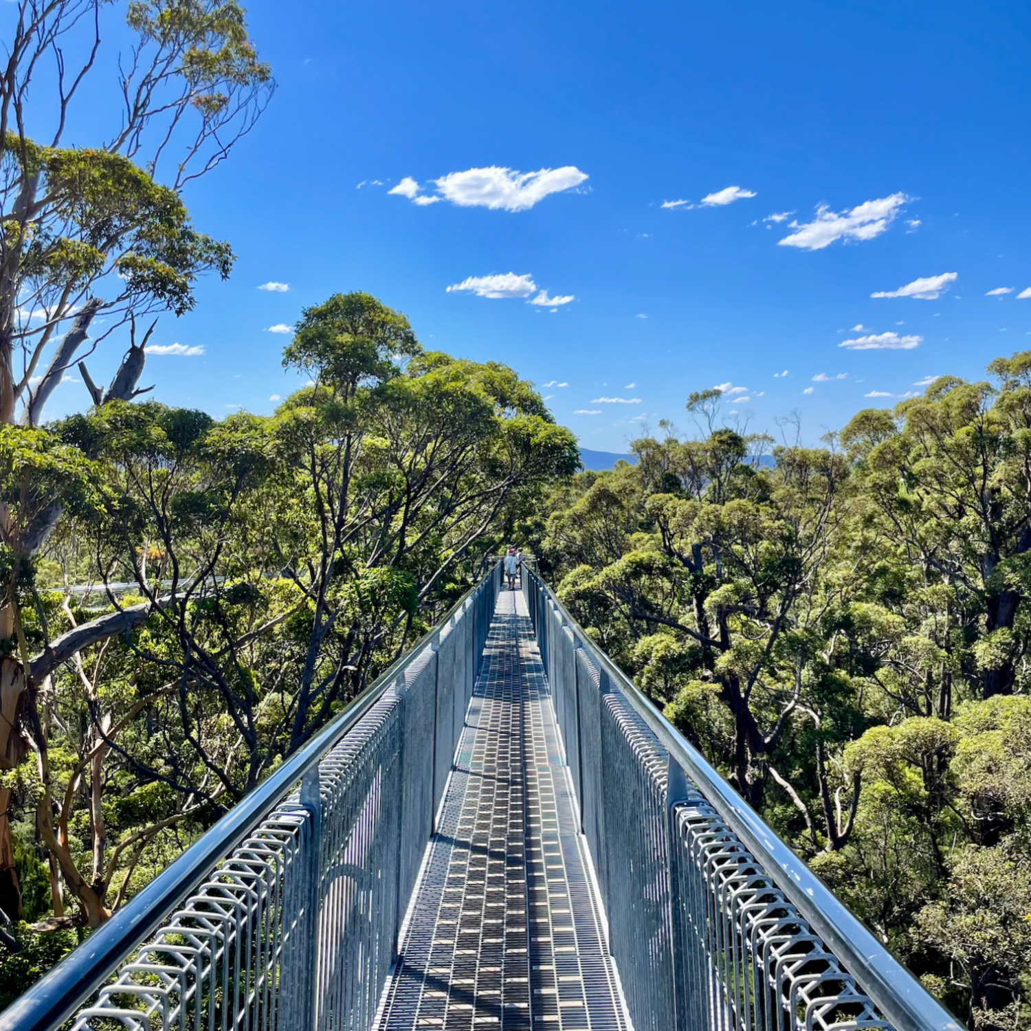 tree top.png