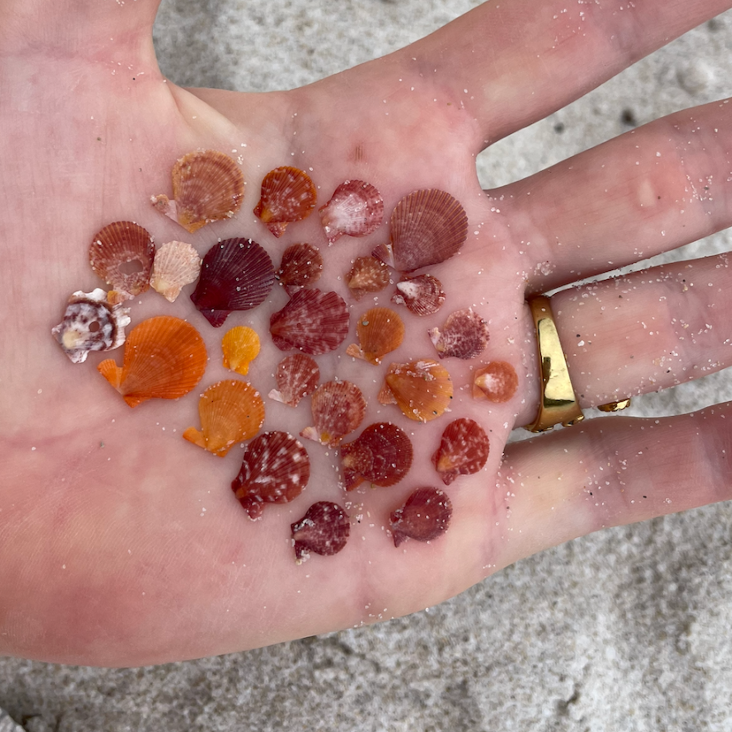scallops.png
