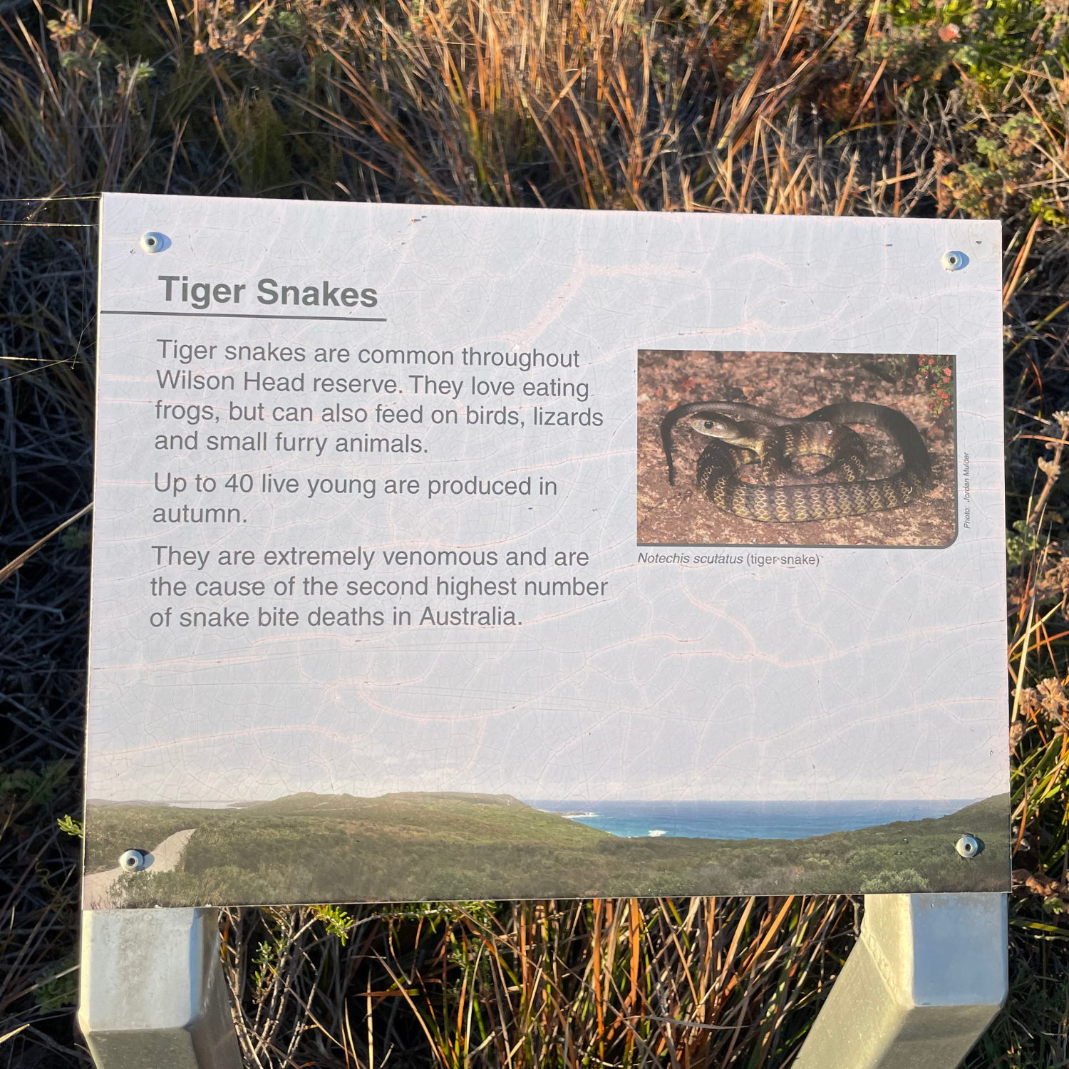 snek.png