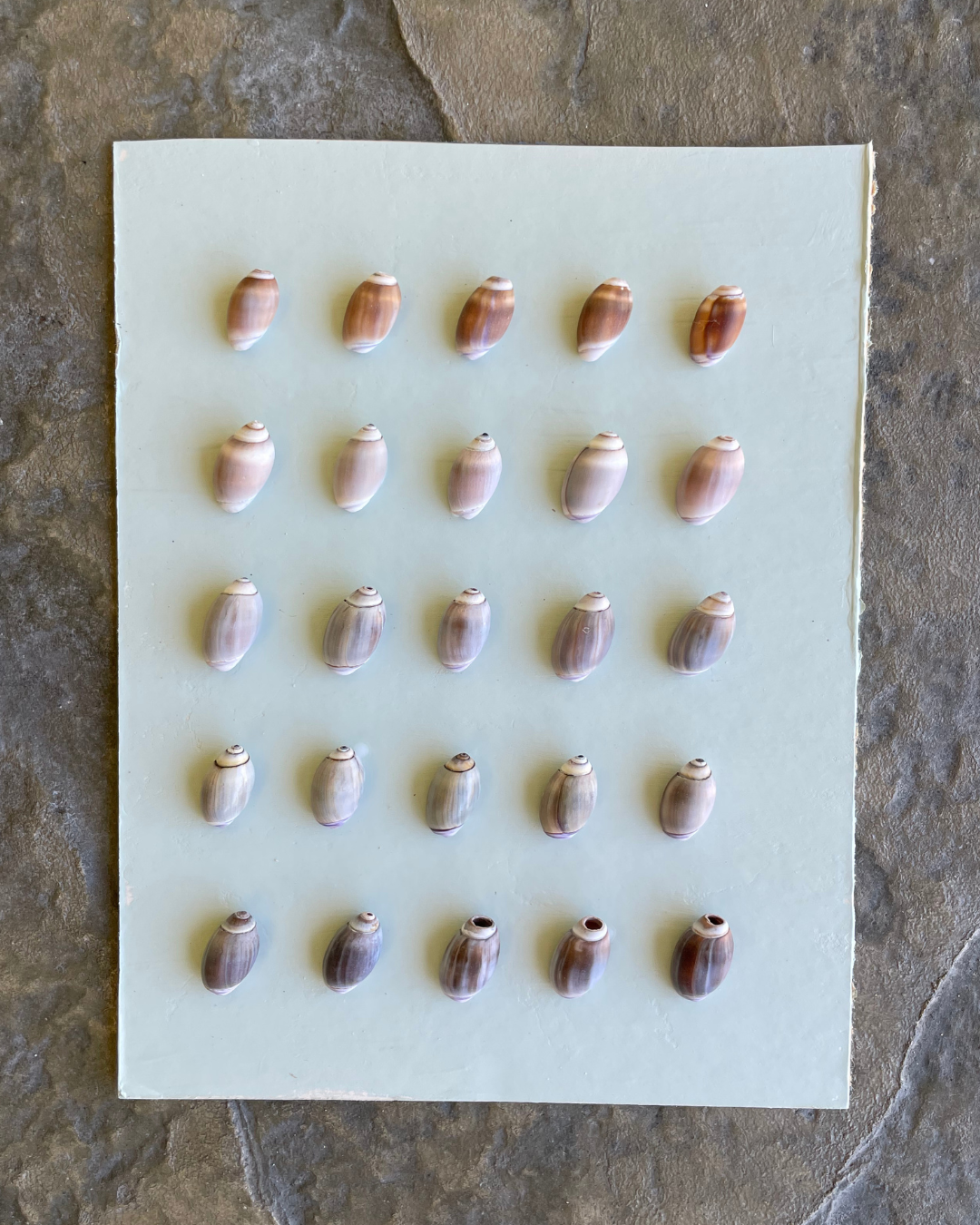 olive 003.png
