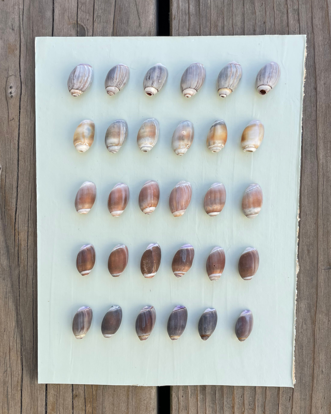 olive 001.png