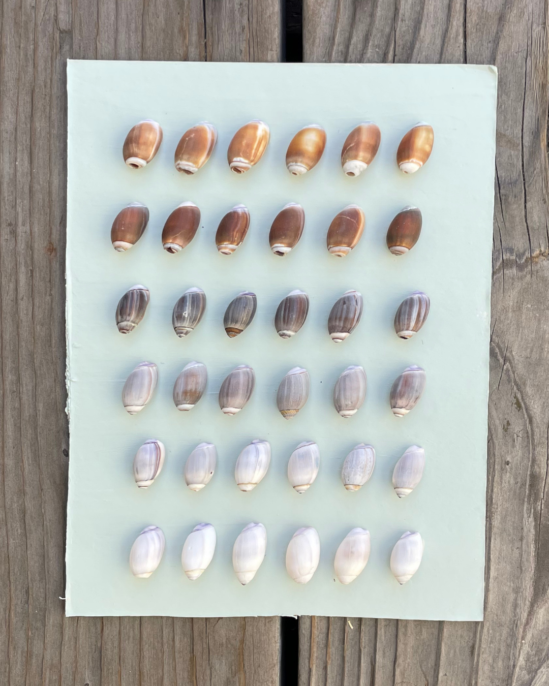 olive 002.png