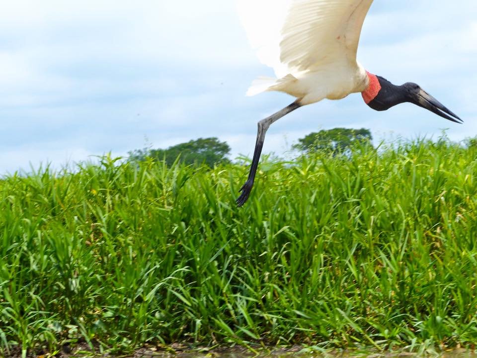 Jabiru.jpg