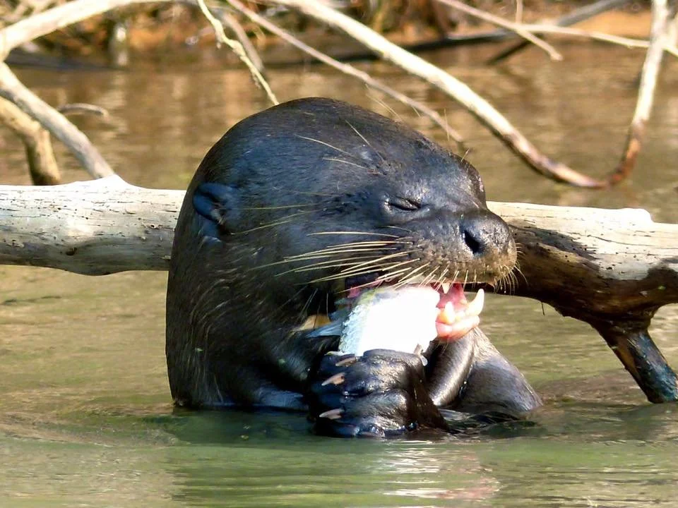 otter eating.jpg