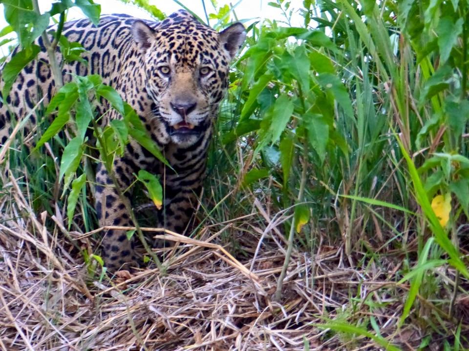 jaguar.jpg