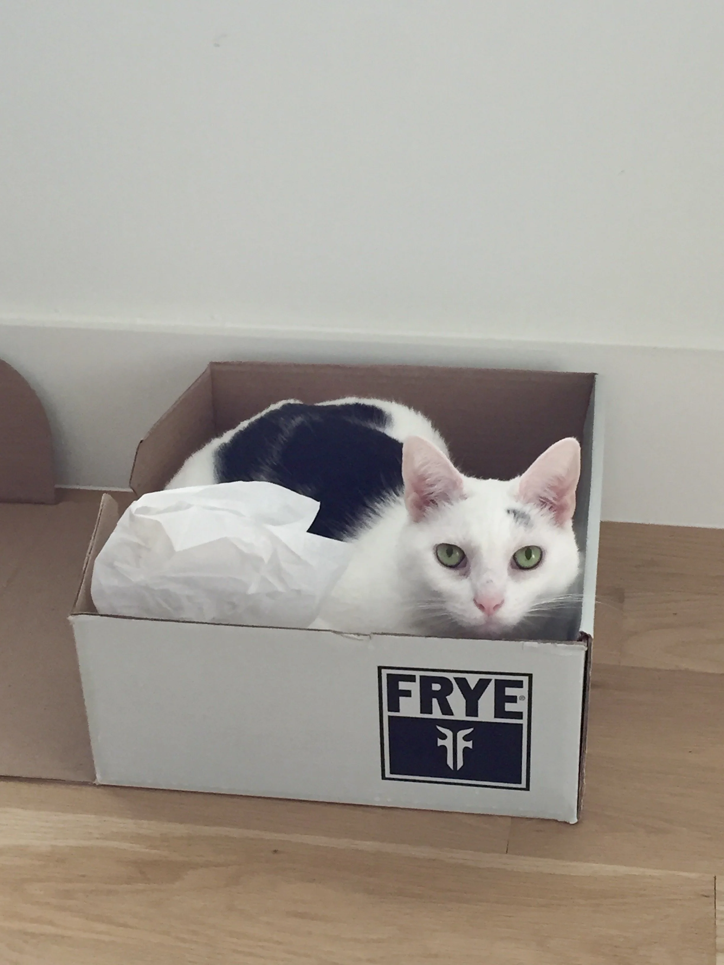 Cat in a box.jpg