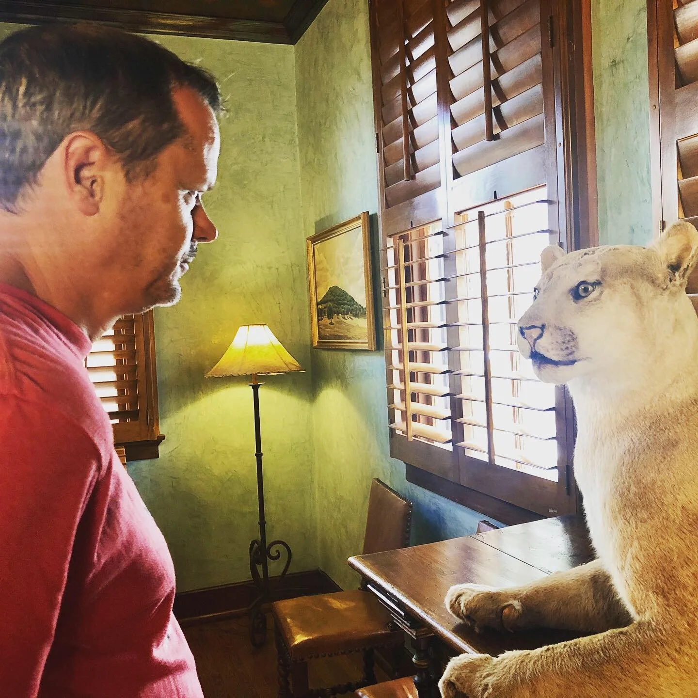 Bob vs bobcat.jpg