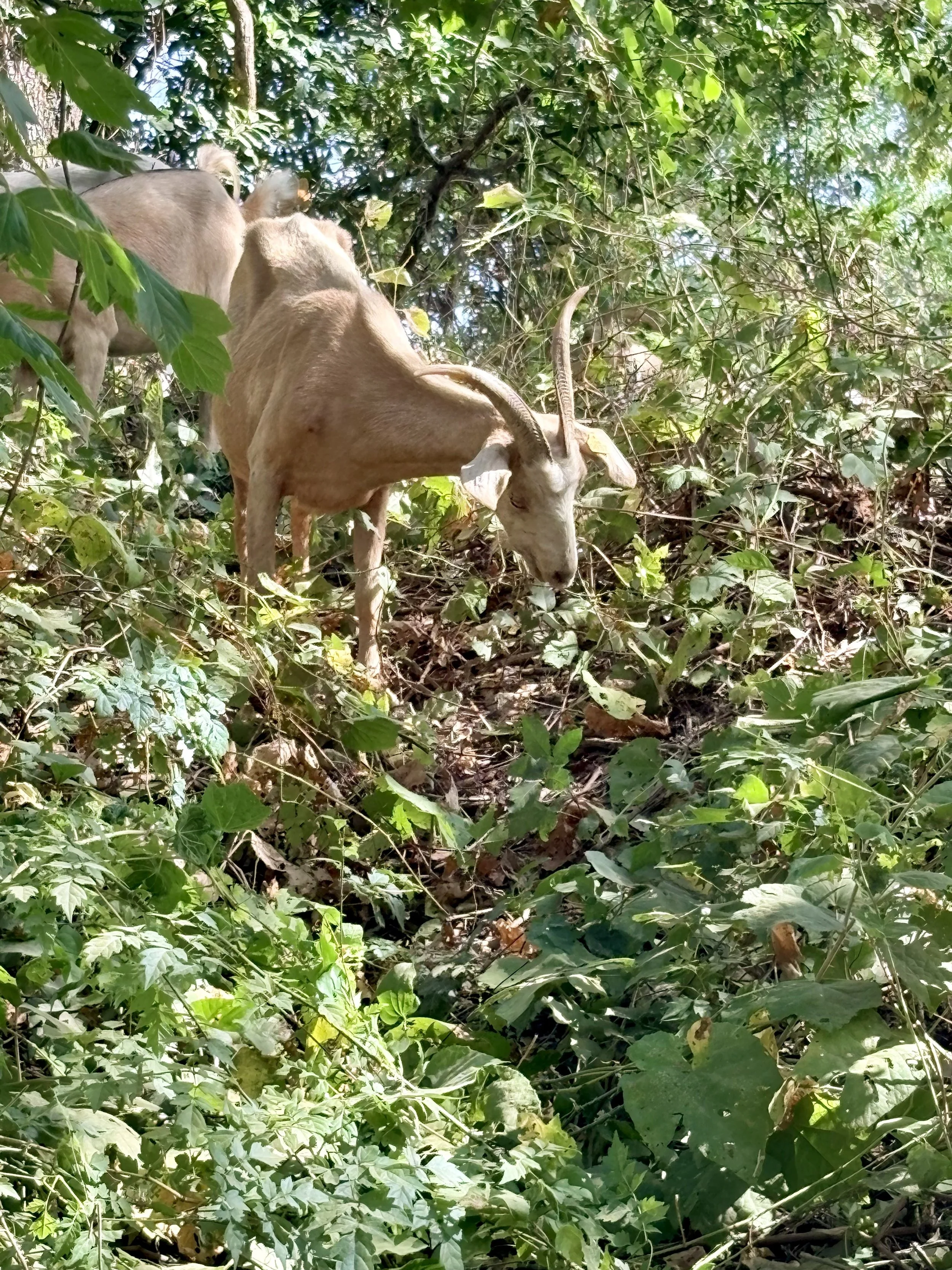 goats.jpg