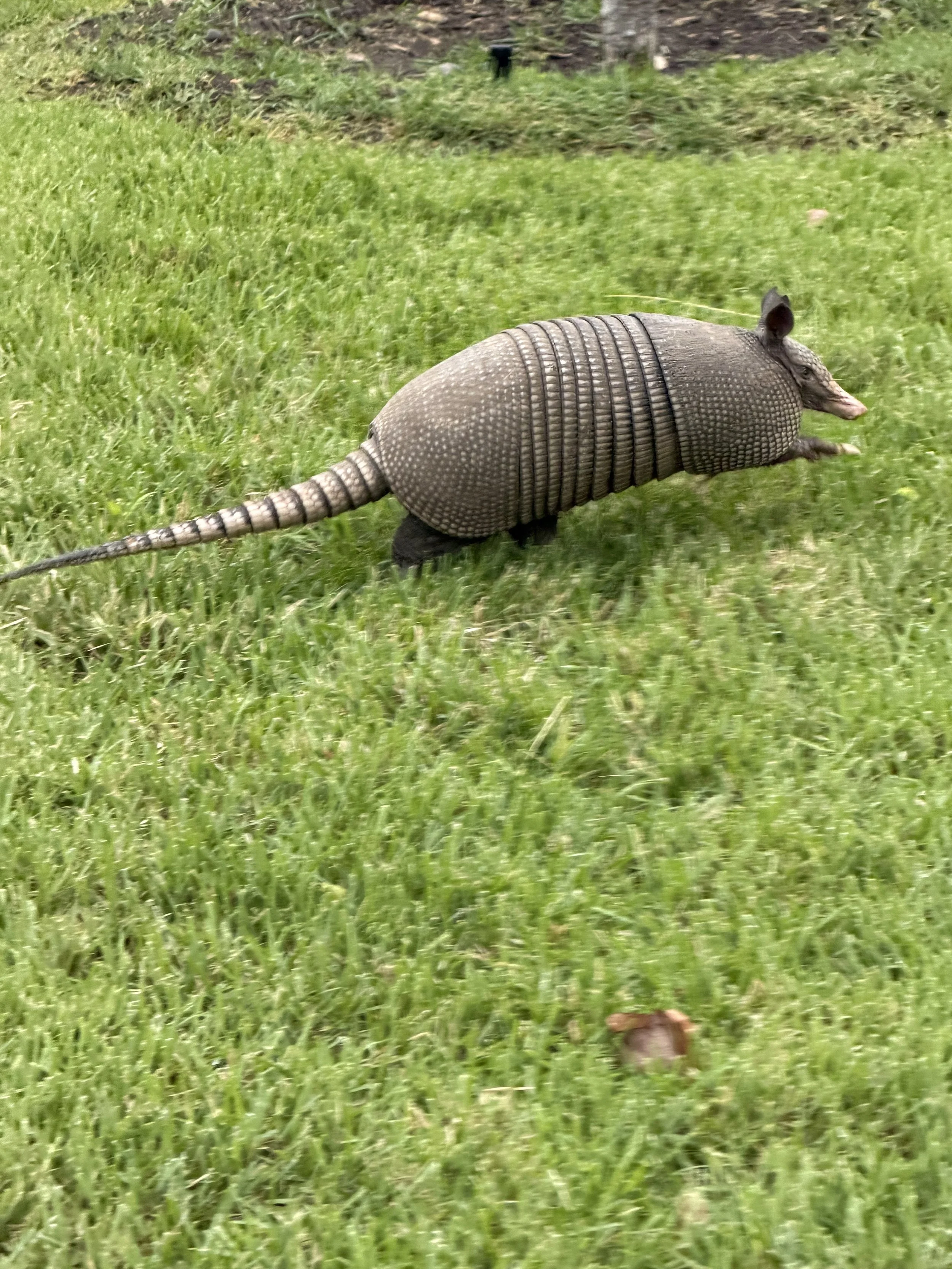 armadillo.jpg