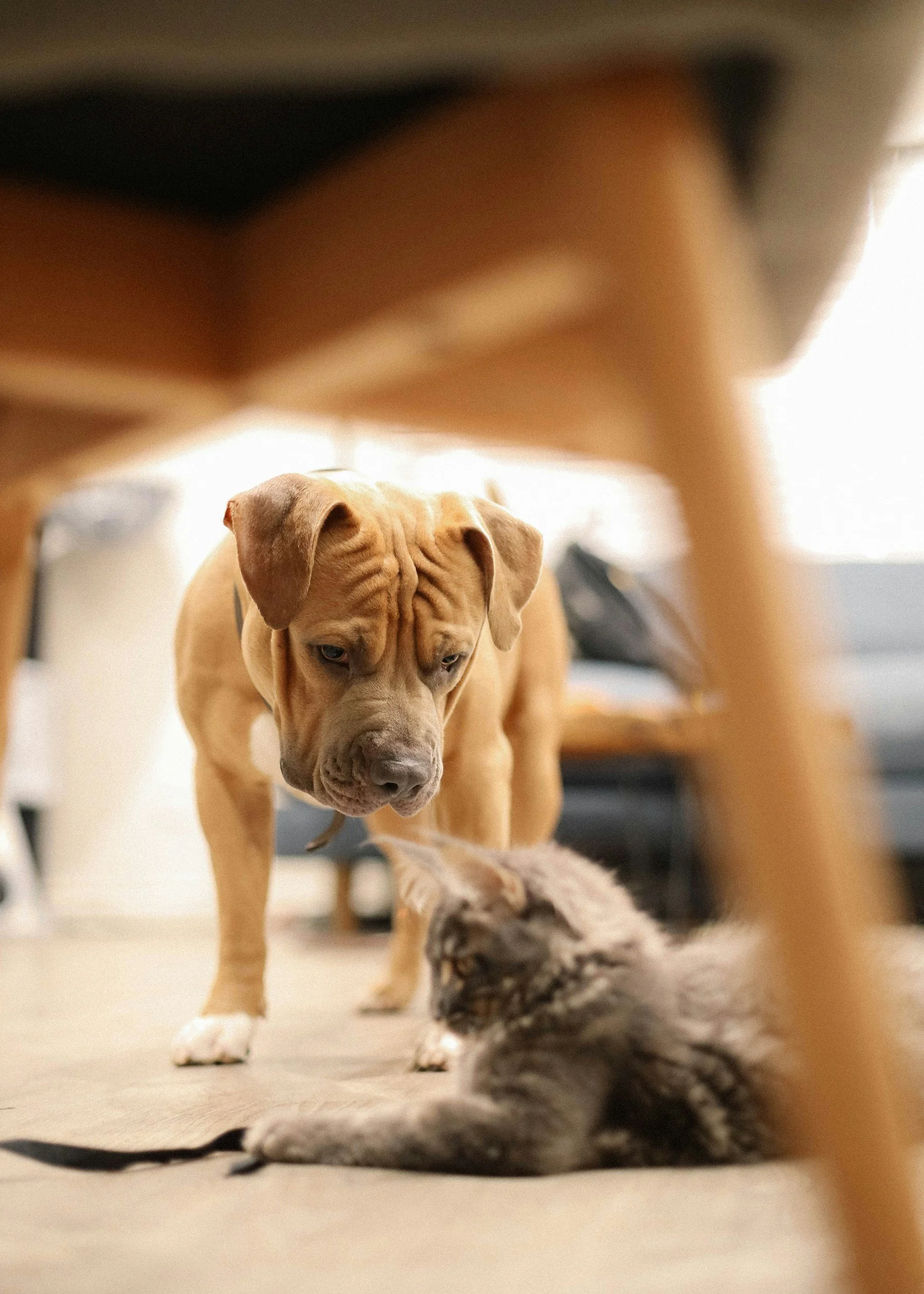 A tan puppy with a wrinkled face and floppy ears looking down at a black and gray kitten on a beige floor.