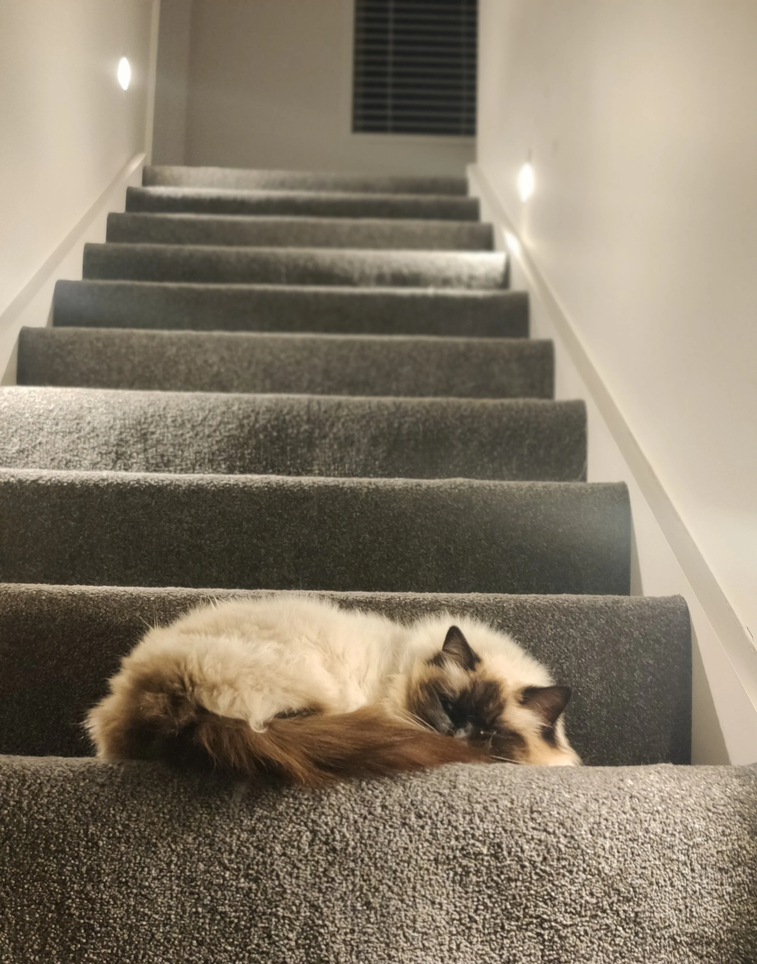 rag doll cat on indoor stairs