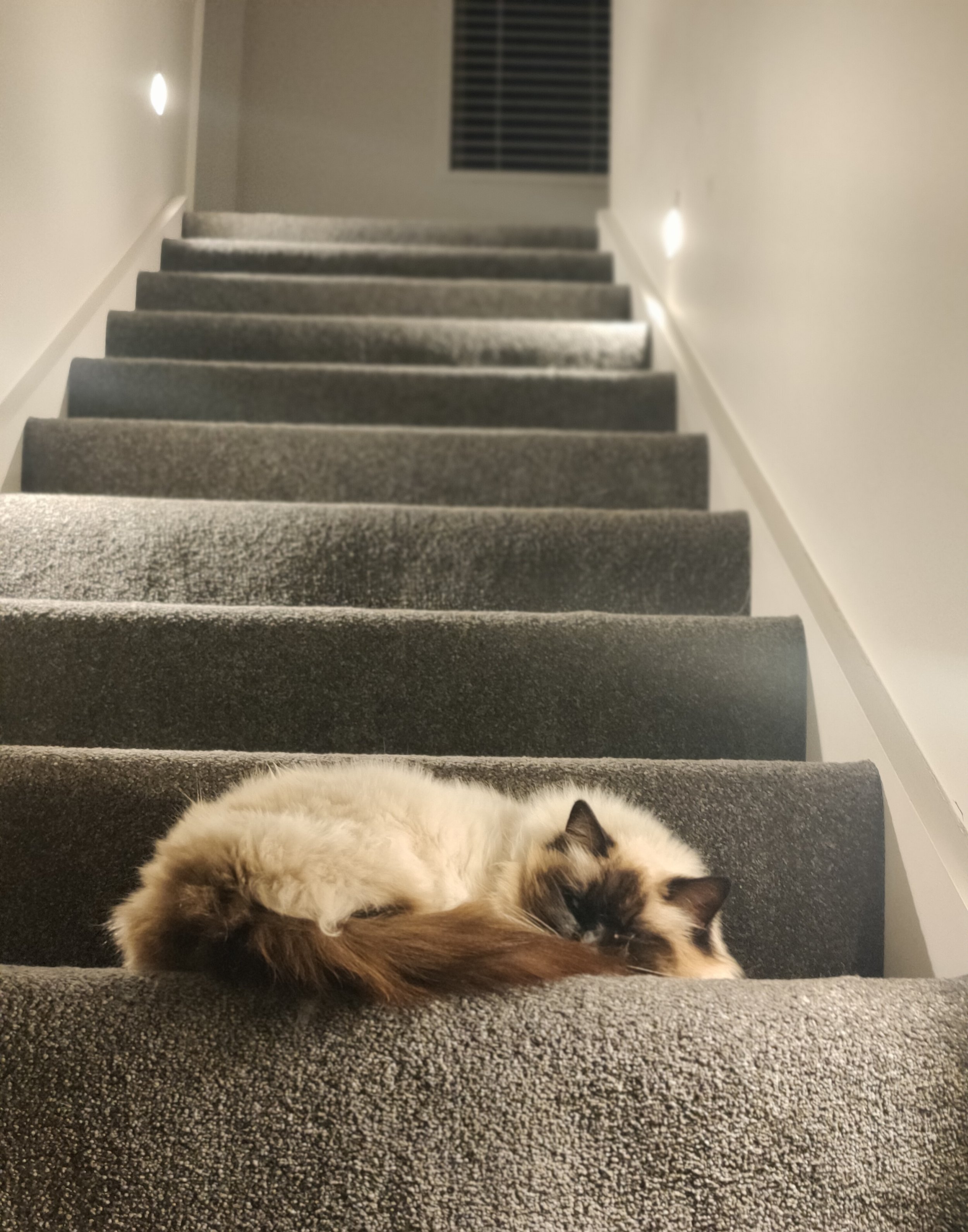 A fluffy rag doll cat with white and black fur sleeping lying on its side on carpeted stairs, with a window with blinds on the wall at the top of the stairs in the background.