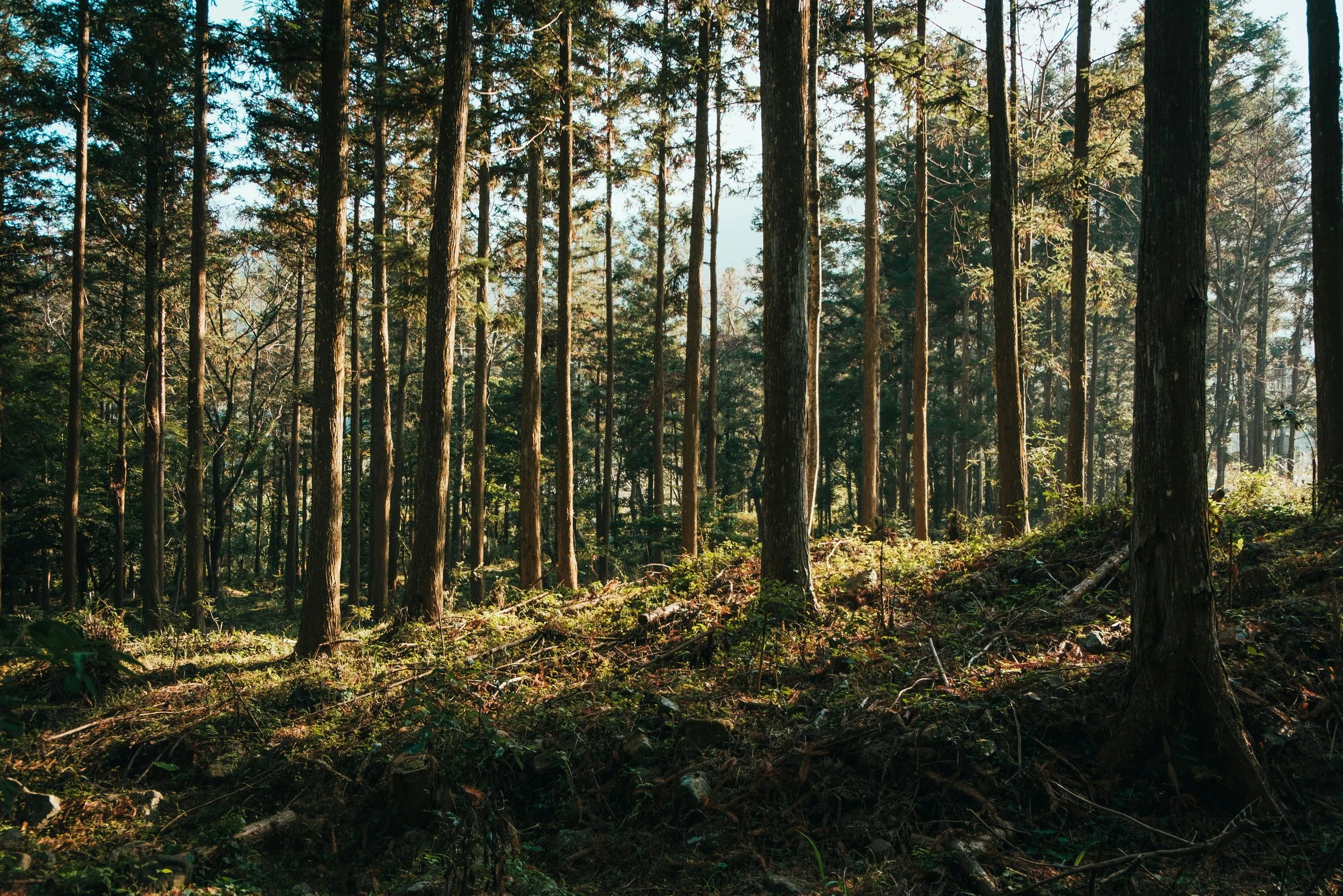 A dense forest with tall trees and green foliage, sunlight filtering through the canopy, and forest floor covered with leaves and vegetation.