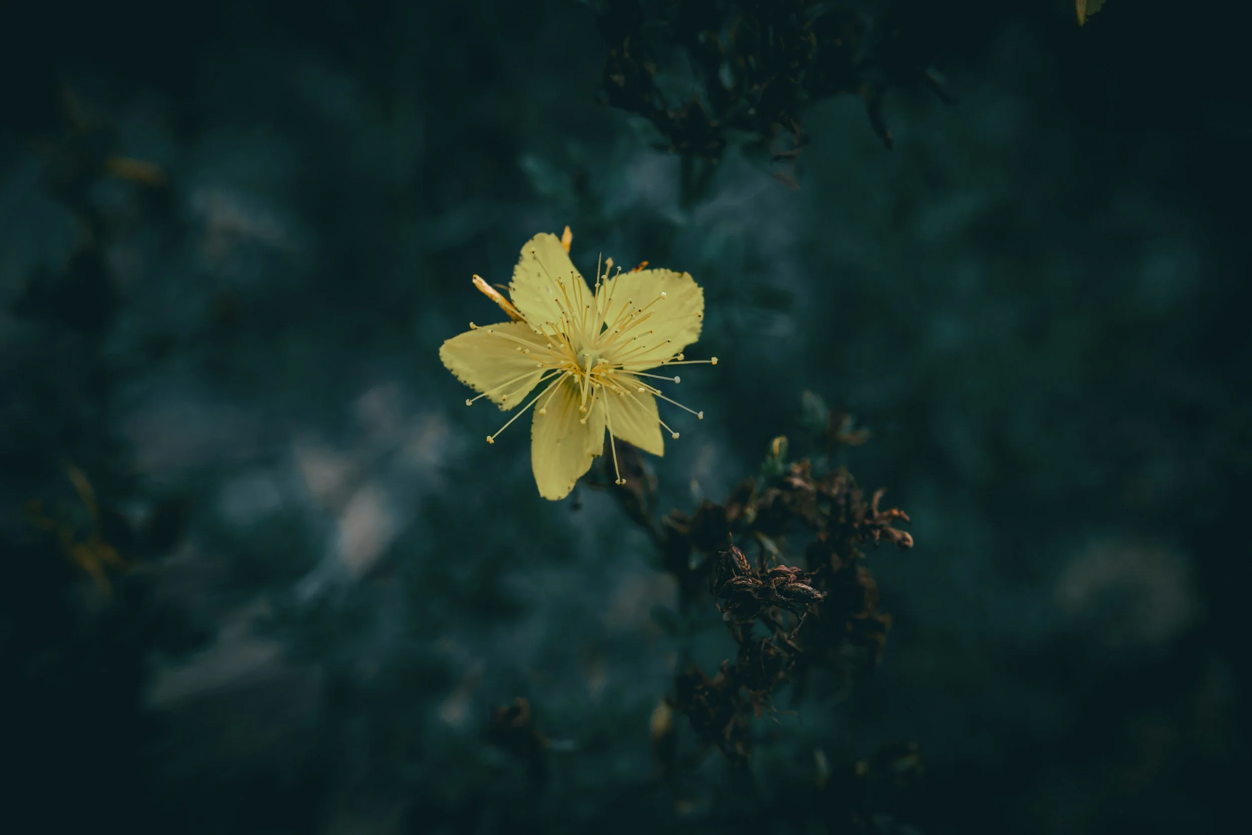 yellow flower with blurred blue background