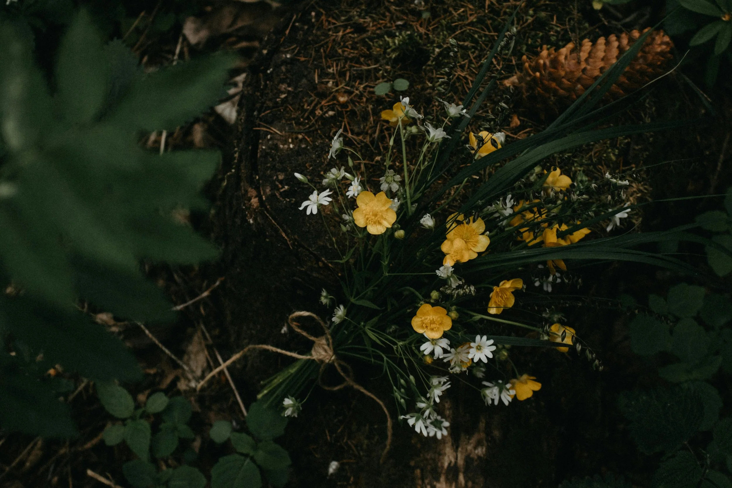White and yellow flowers in nature