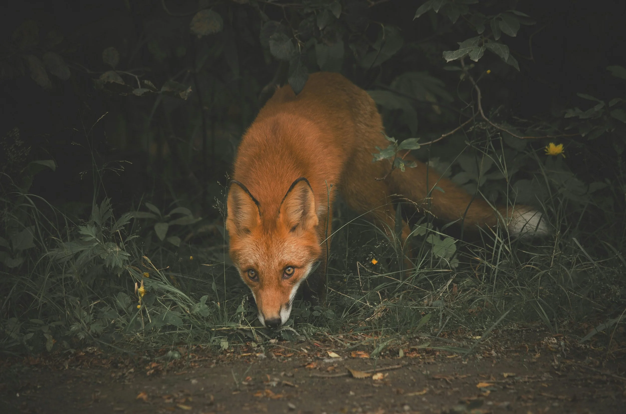A fox walking through a forest, with dense green foliage around and a single yellow flower visible on the right side.