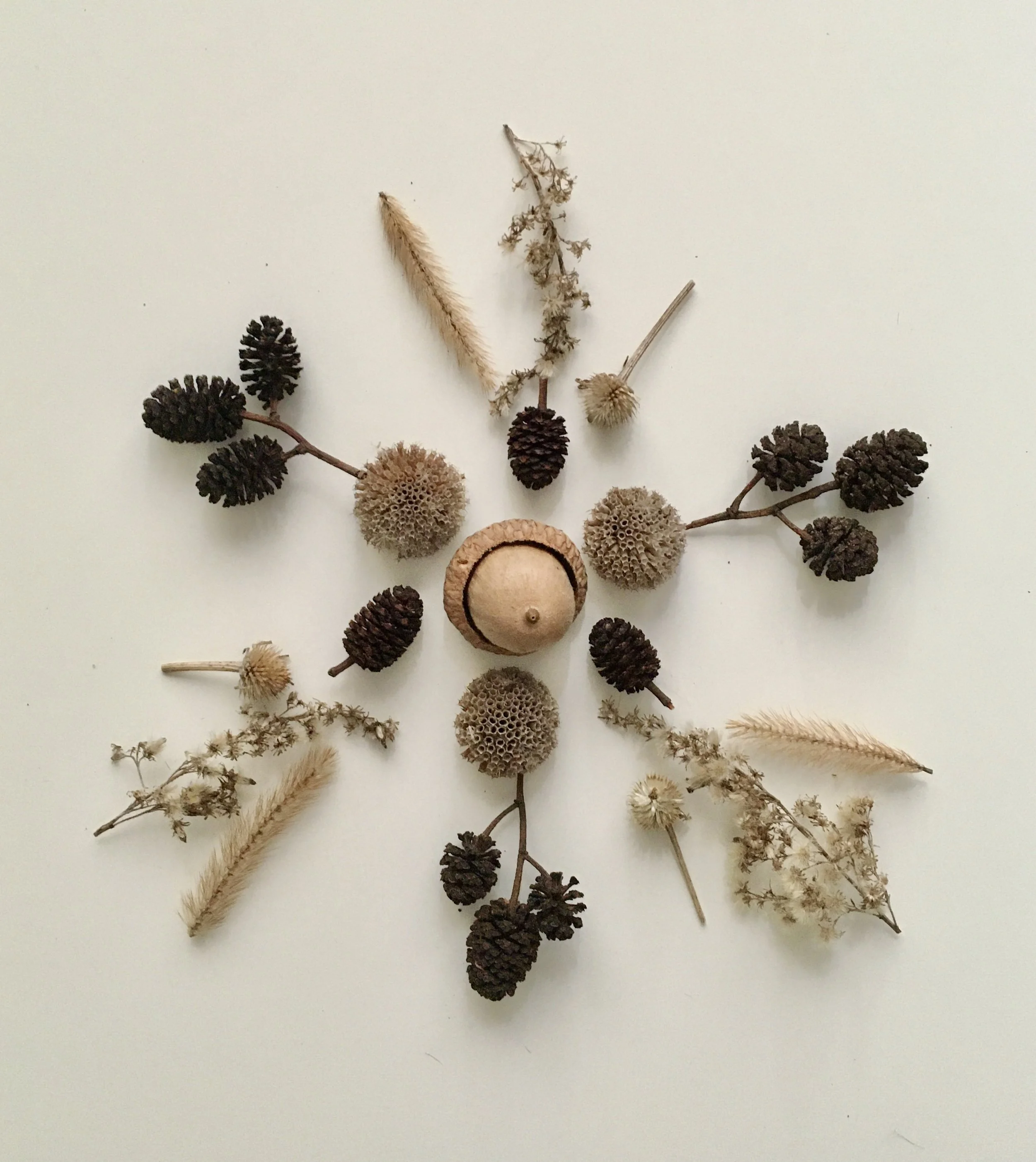 Arrangement of natural dried botanicals on a white background, including pine cones, dried flowers, seed pods, and grasses.
