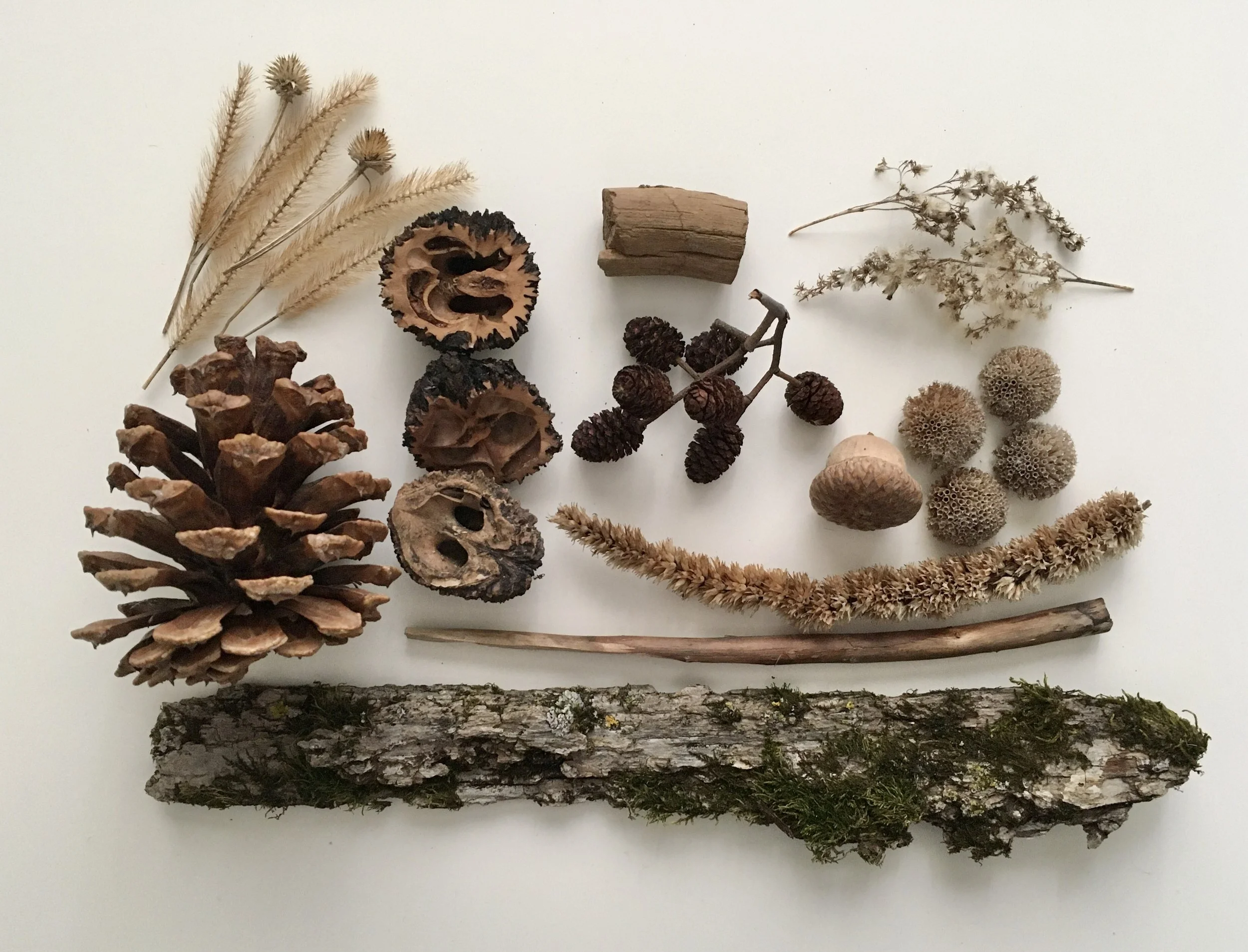 Arrangement of natural objects including pine cones, dried flowers, bark, and wood pieces on a white background.