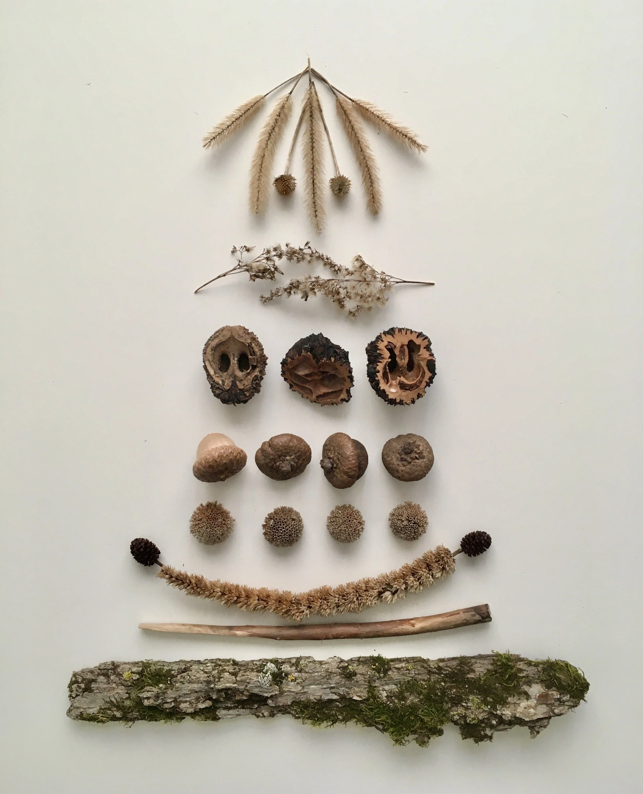 Arrangement of dried plant parts including grasses, seeds, and bark on a white background.