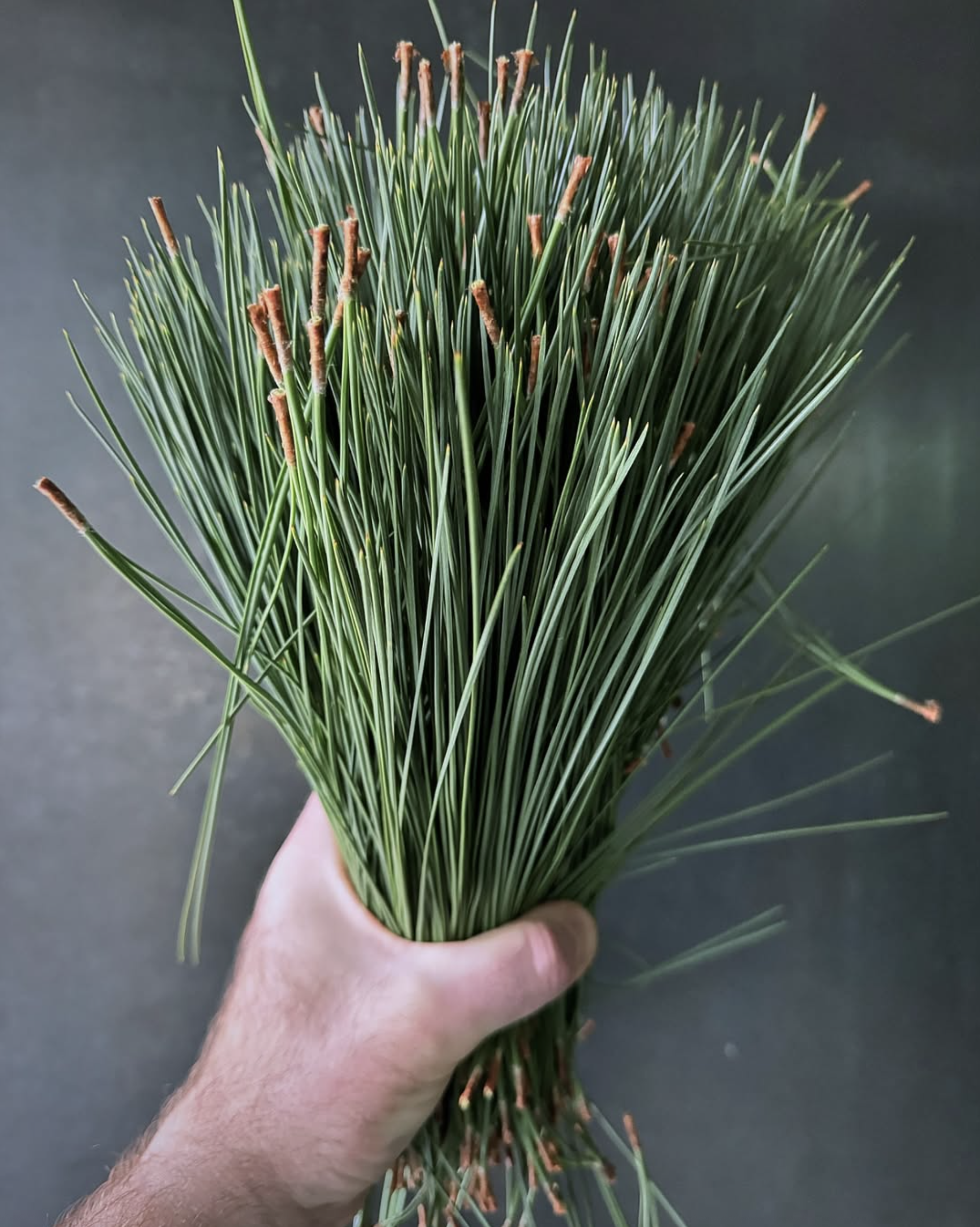 A person is holding a bunch of pine or cedar branches with green needles and small reddish-brown pine cones against a dark background.